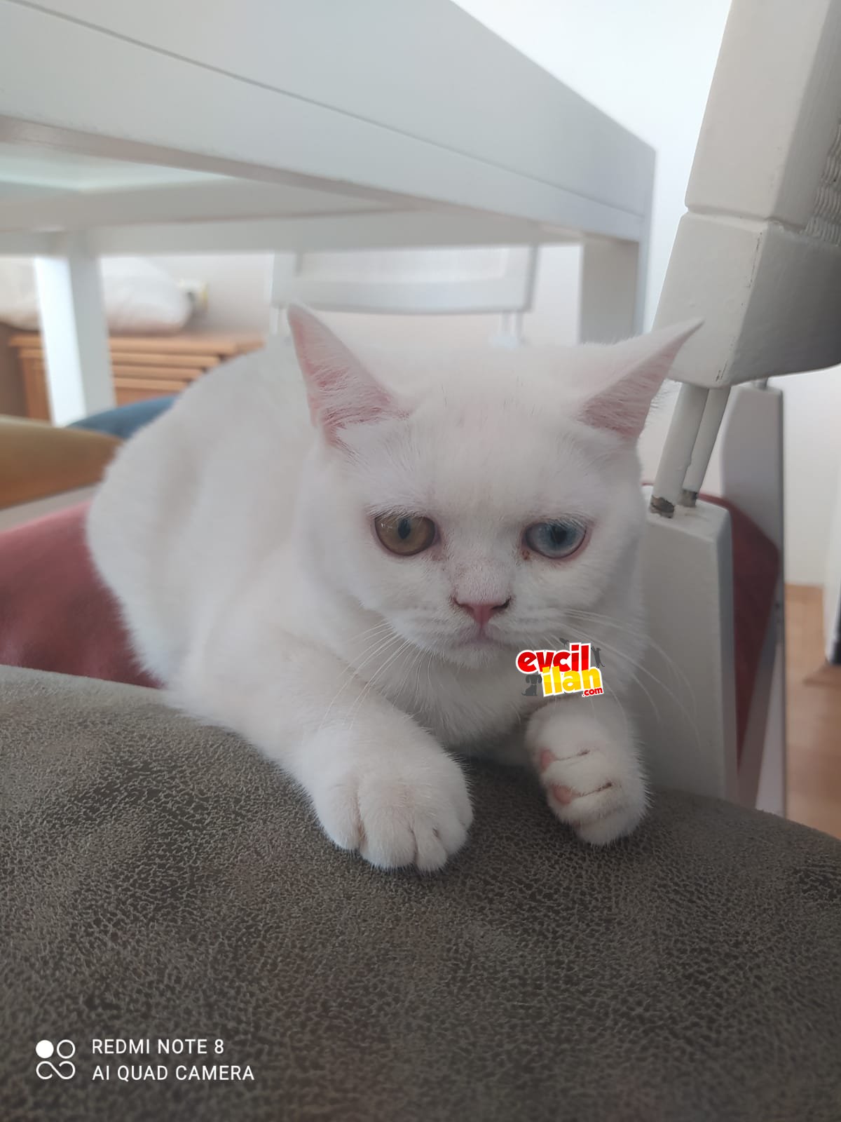 Safkan Beyaz British Shorthair Yavrular