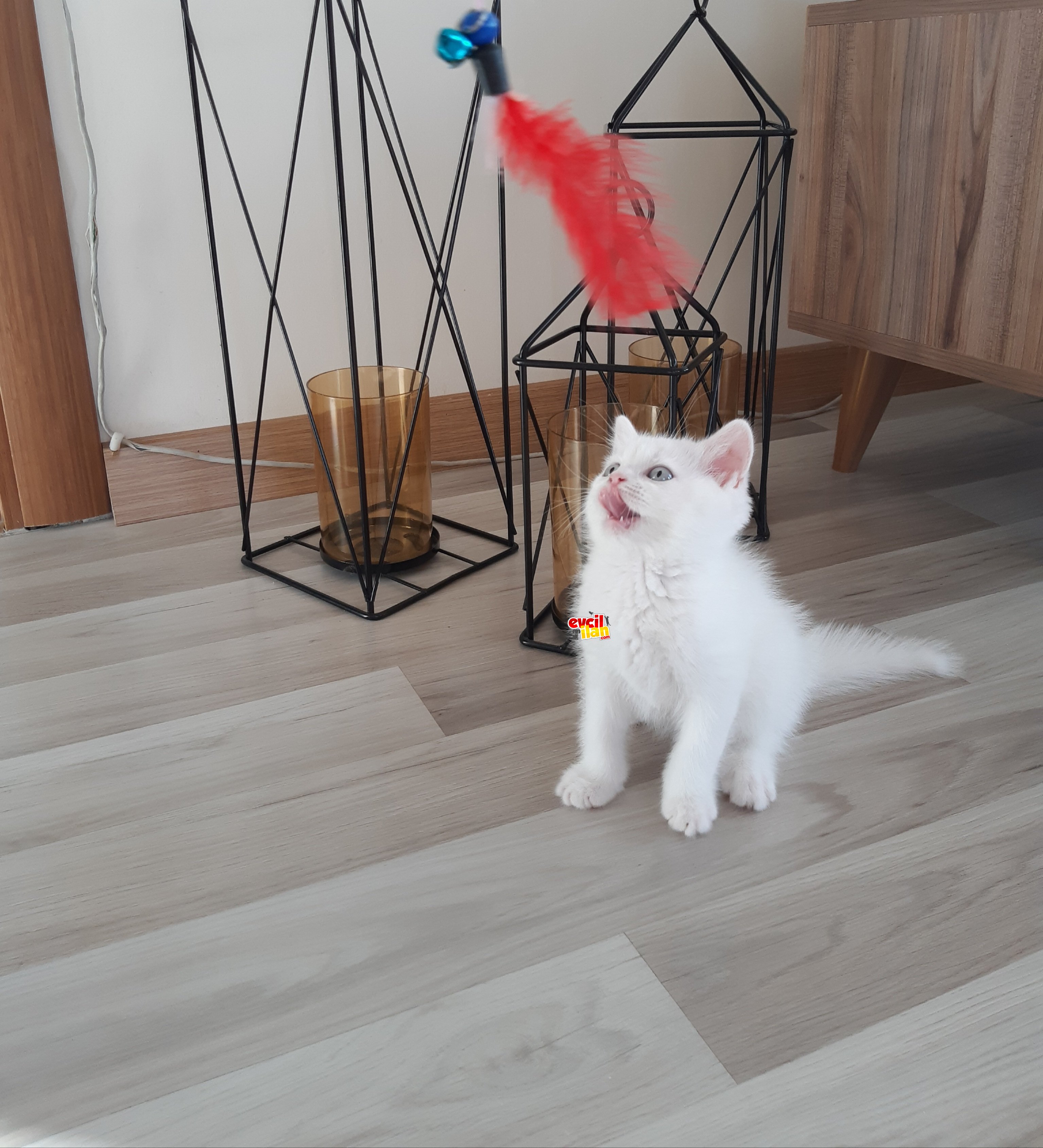 Safkan Beyaz British Shorthair 