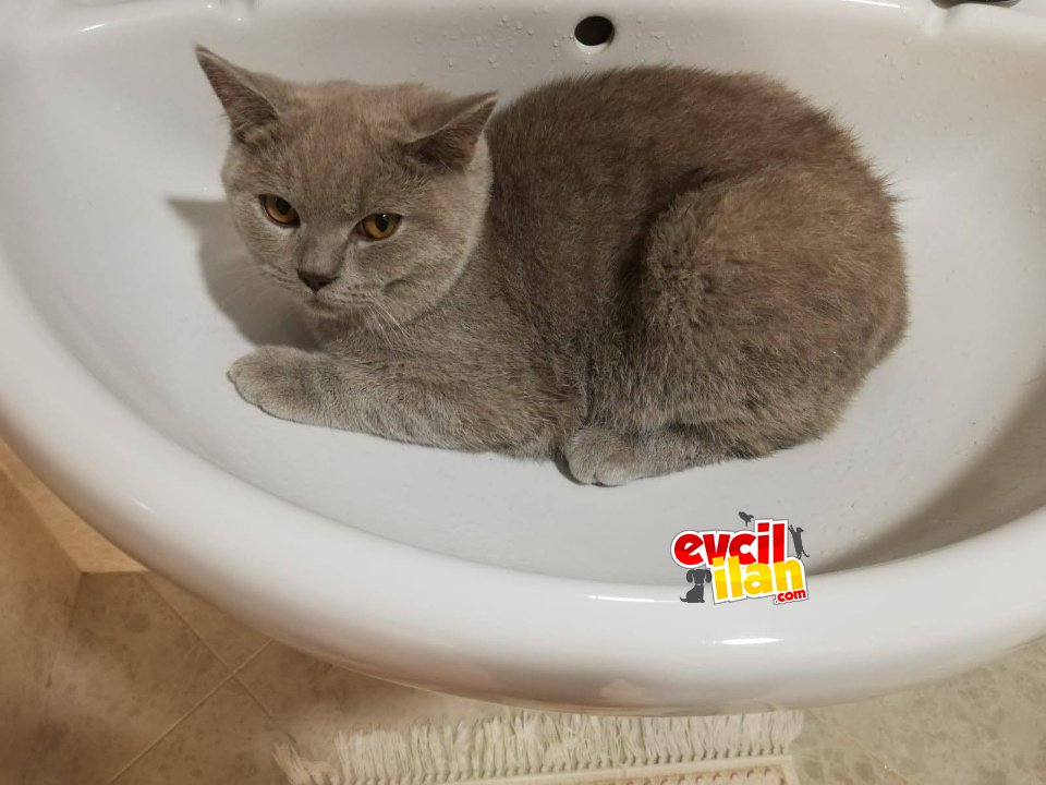 Safkan birittsh shorthair 