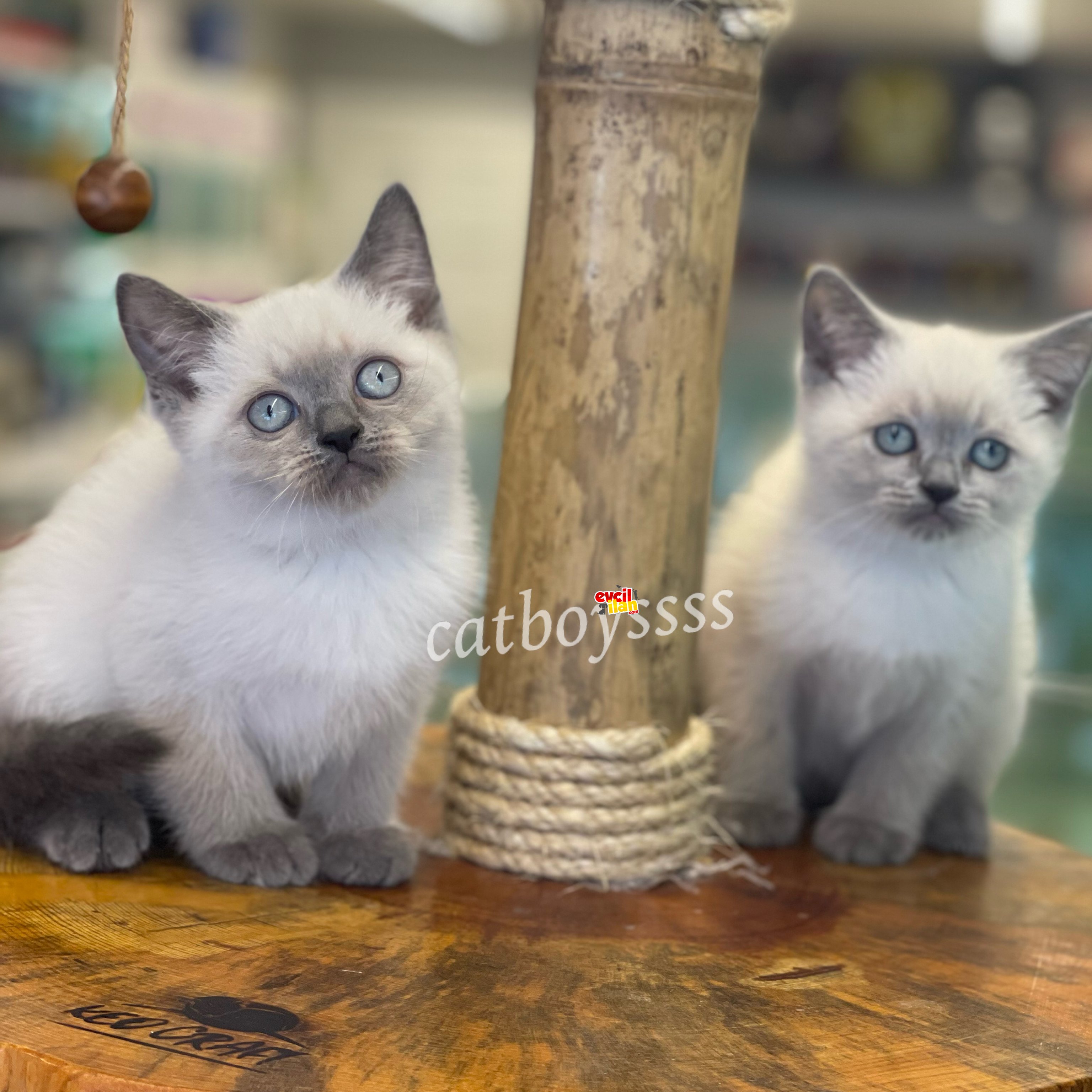 Safkan blue point british shorthair yavrularımız