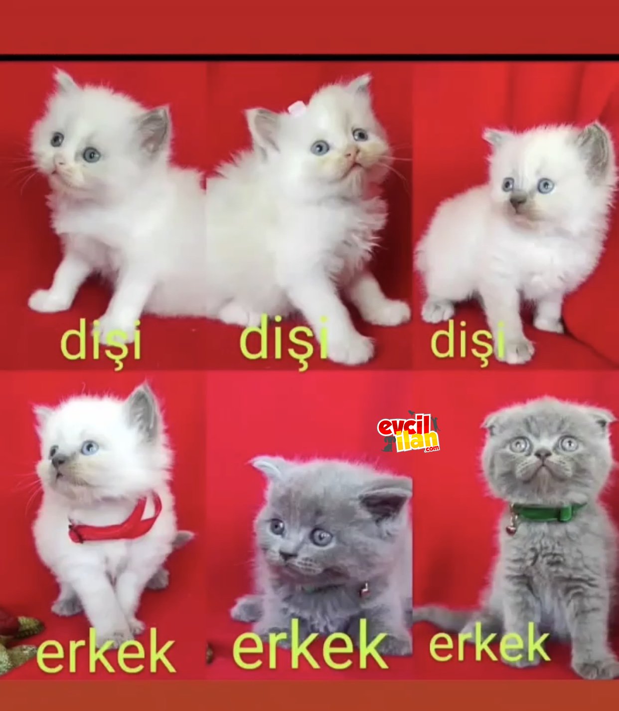 Safkan bluepoint bebekler 