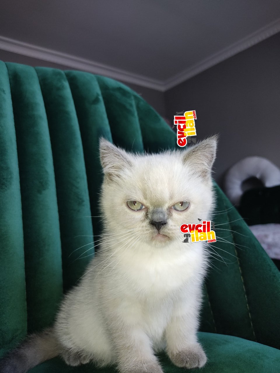 SAFKAN BLUEPOİNT DİŞİ YAVRUMUZ SAHİBİNİ BEKLİYOR