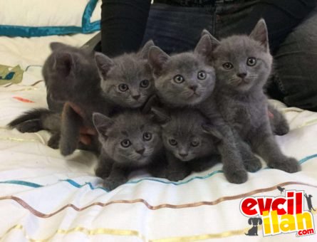 SAFKAN BRİTİS SHORTHAİR YAVRULARIMIZ