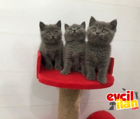 SAFKAN BRİTİS SHORTHAİR YAVRULARIMIZ