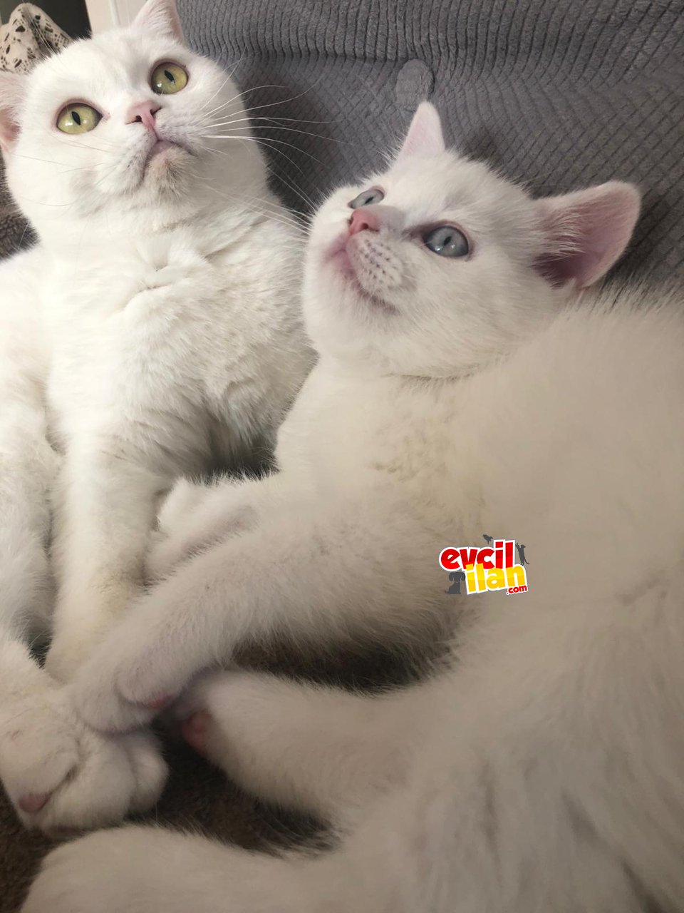 SafKan British BluePoint Yavru