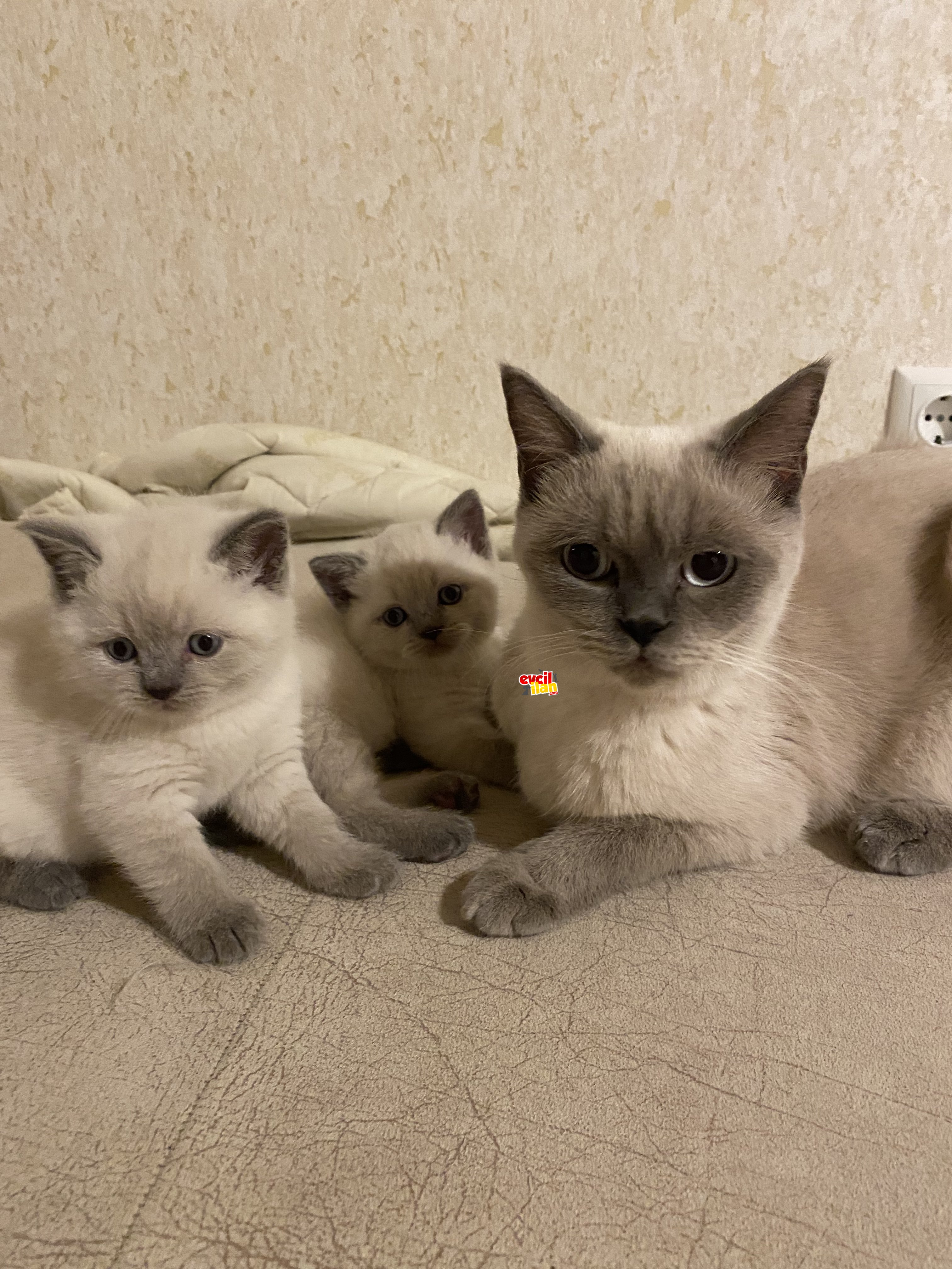 SAFKAN BRİTİSH BLUEPOİNTLER 