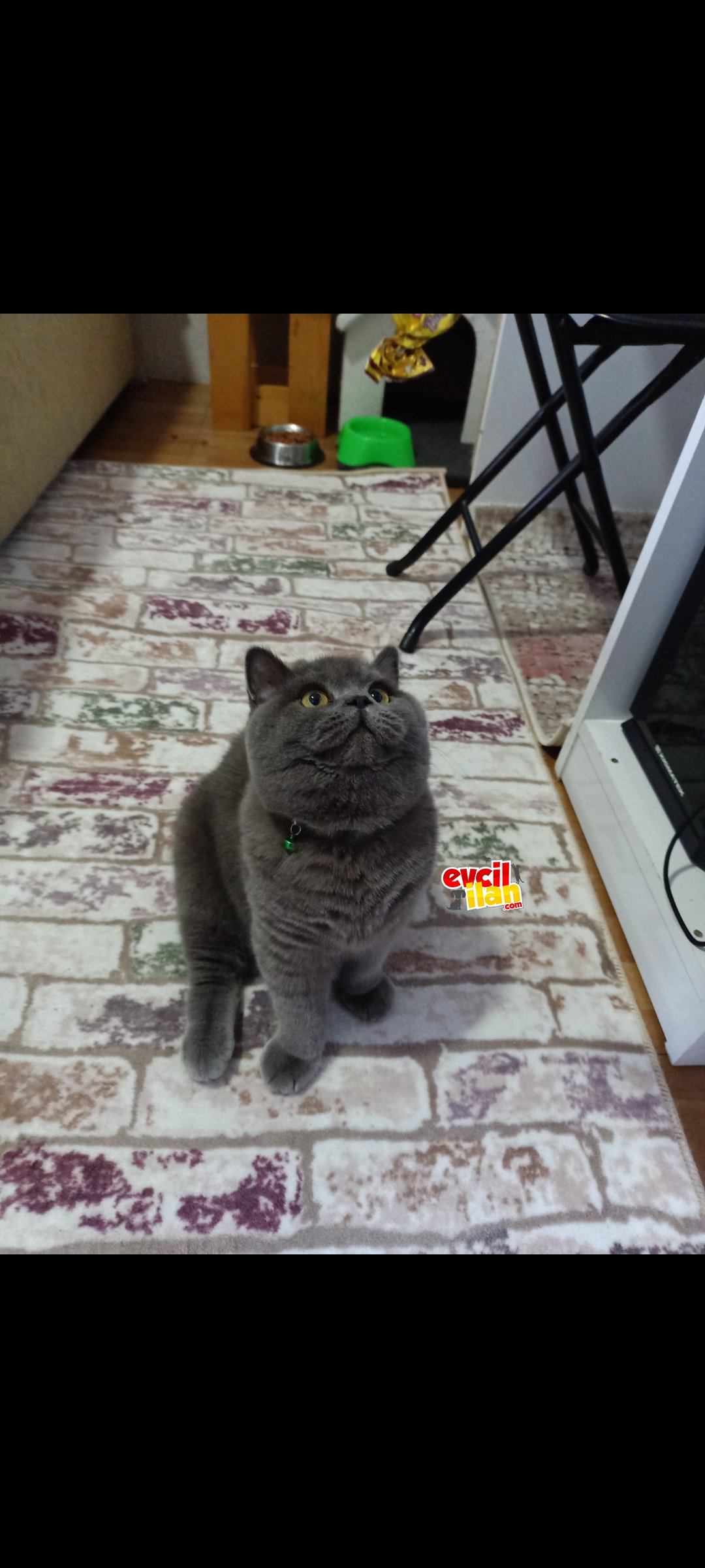 Safkan BRİTİSh erkek 