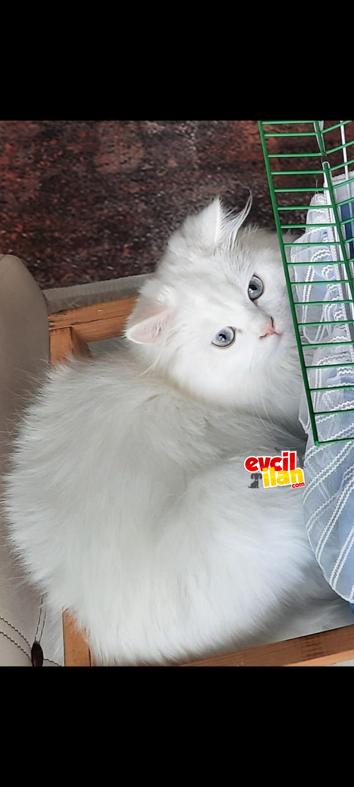Safkan British Longhair