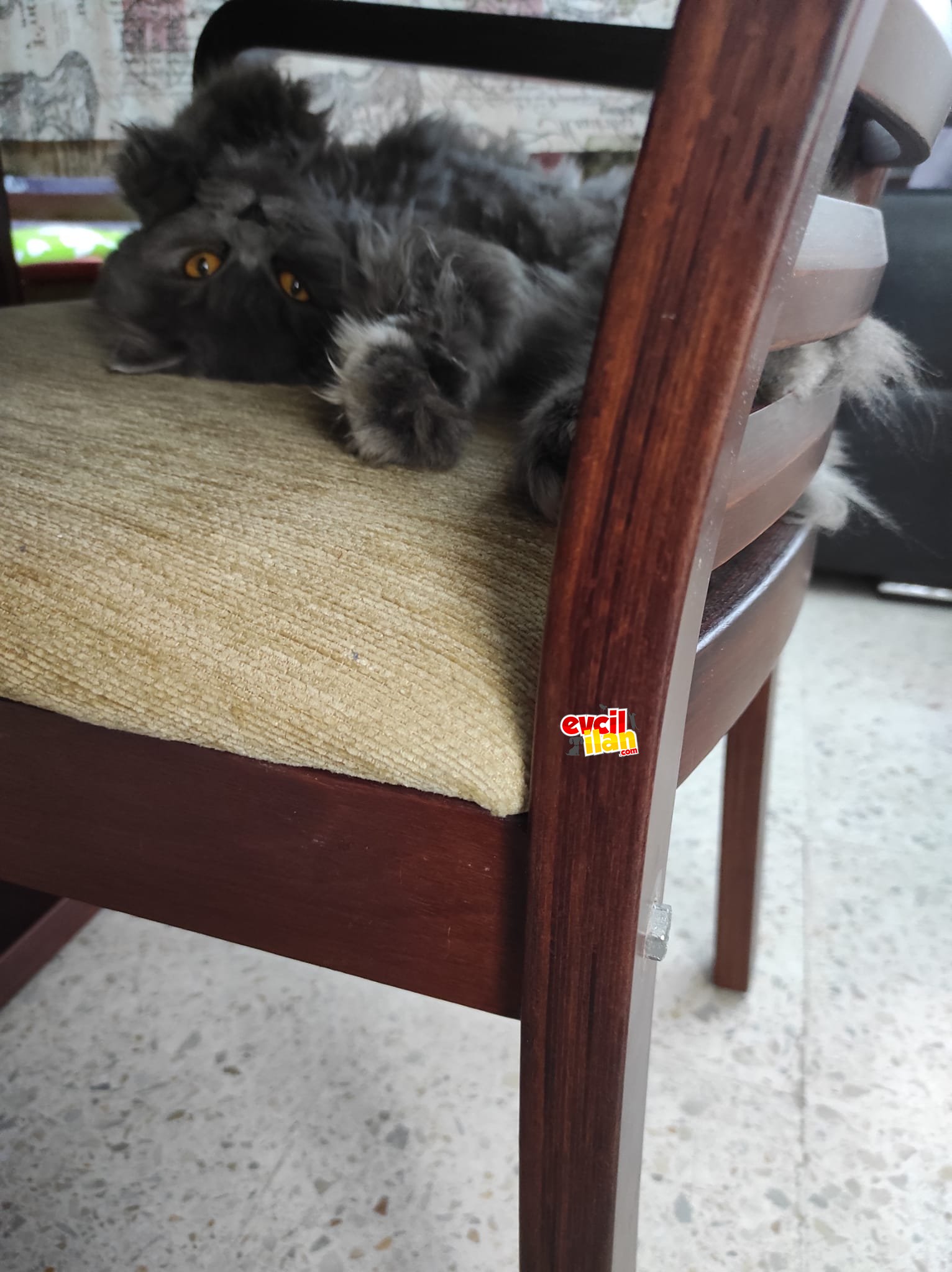 Safkan British Longhair
