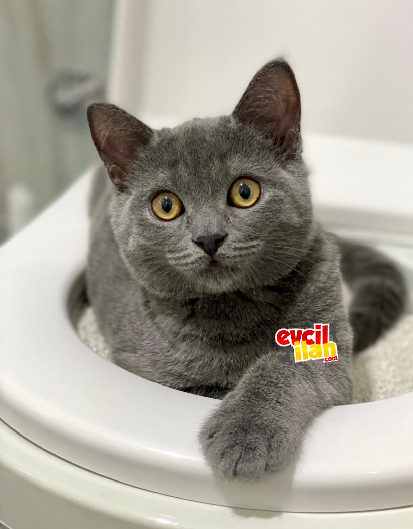 Safkan british shorthair 4 aylık oğluma gerçekten iyi bir aile arıyorum