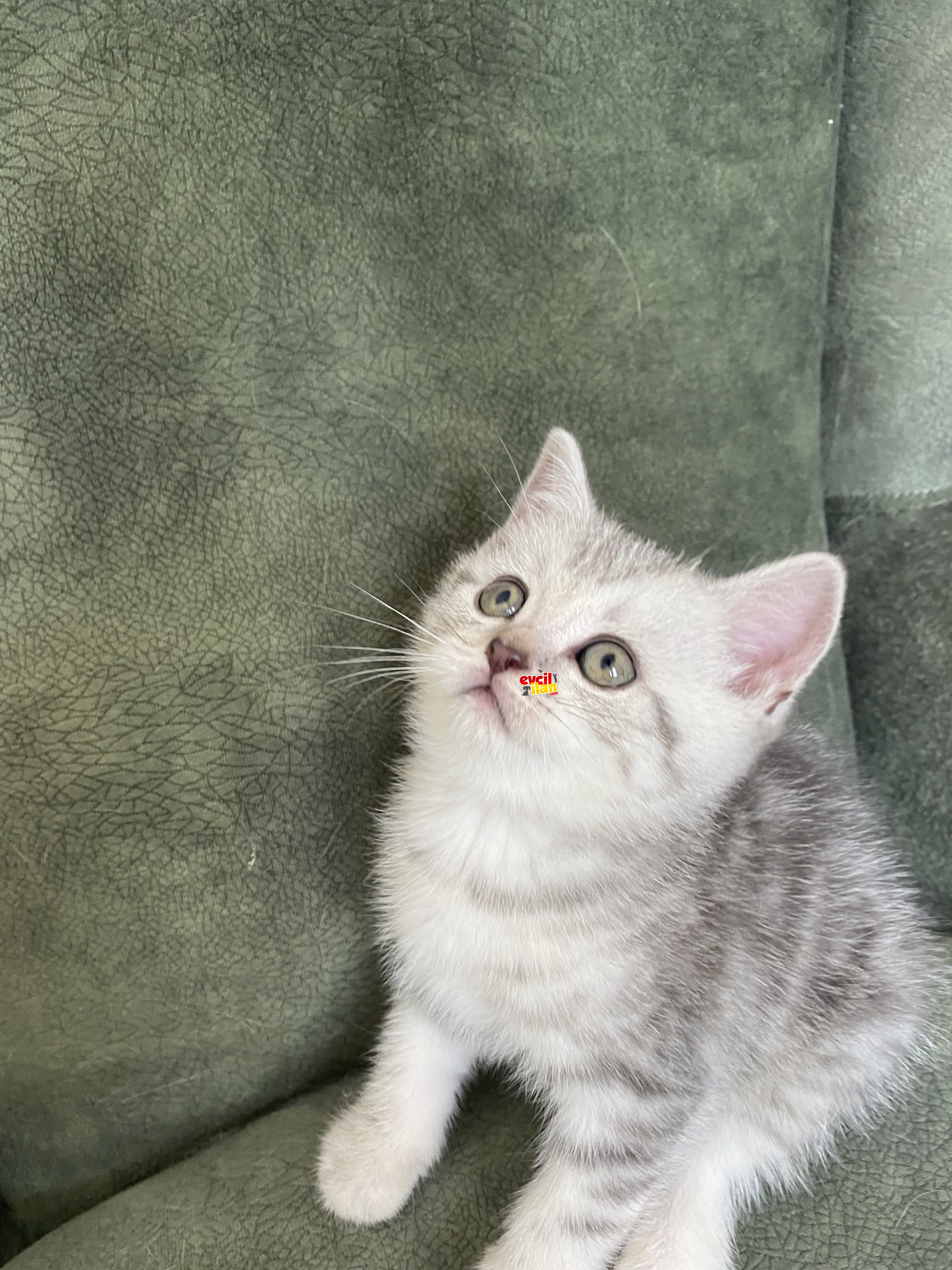 Safkan British Shorthair bebeğim ailesini arıyor 