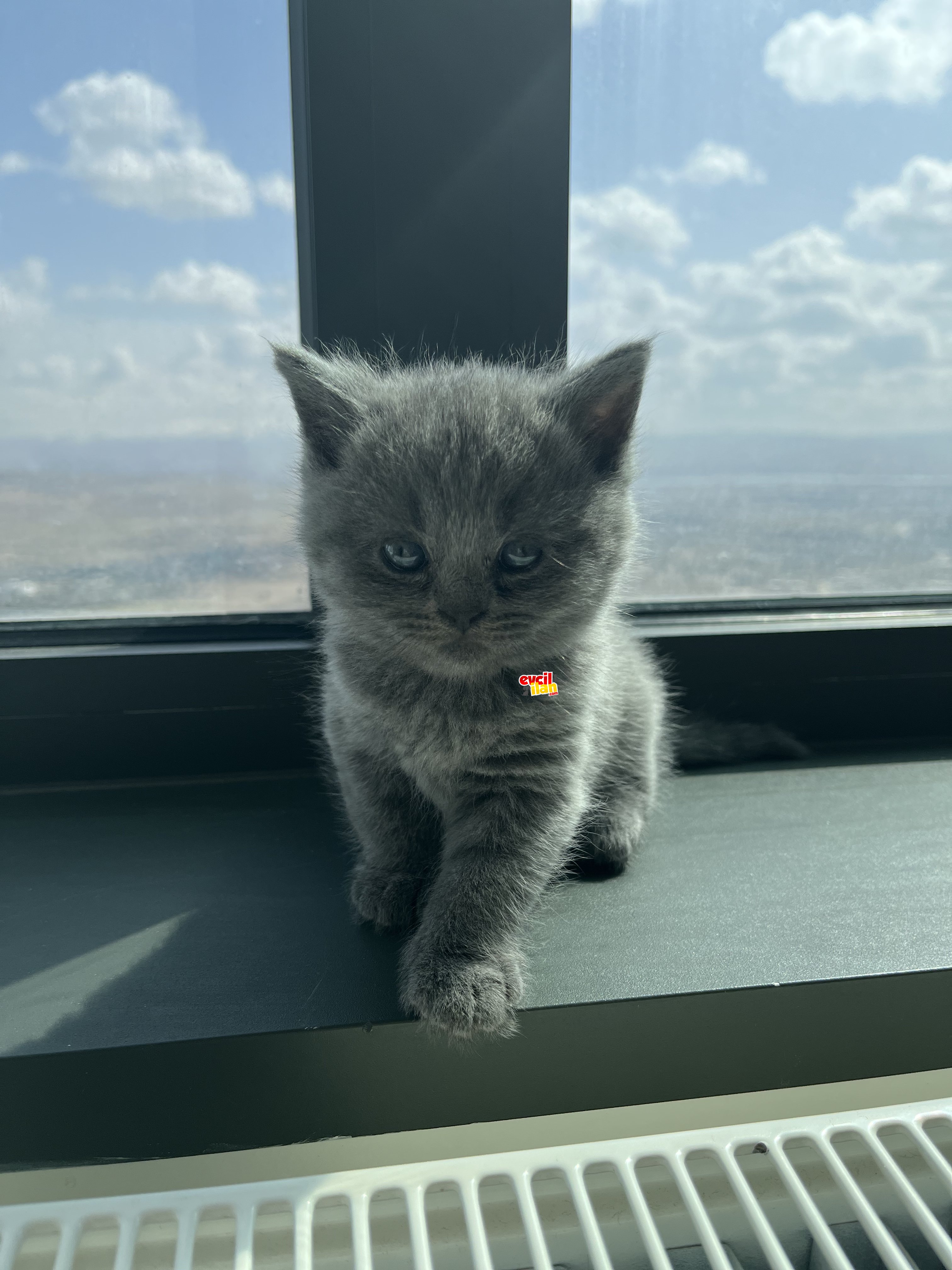 SAFKAN BRITISH SHORTHAIR BİRBİRİNDEN GÜZEL YAVRULAR