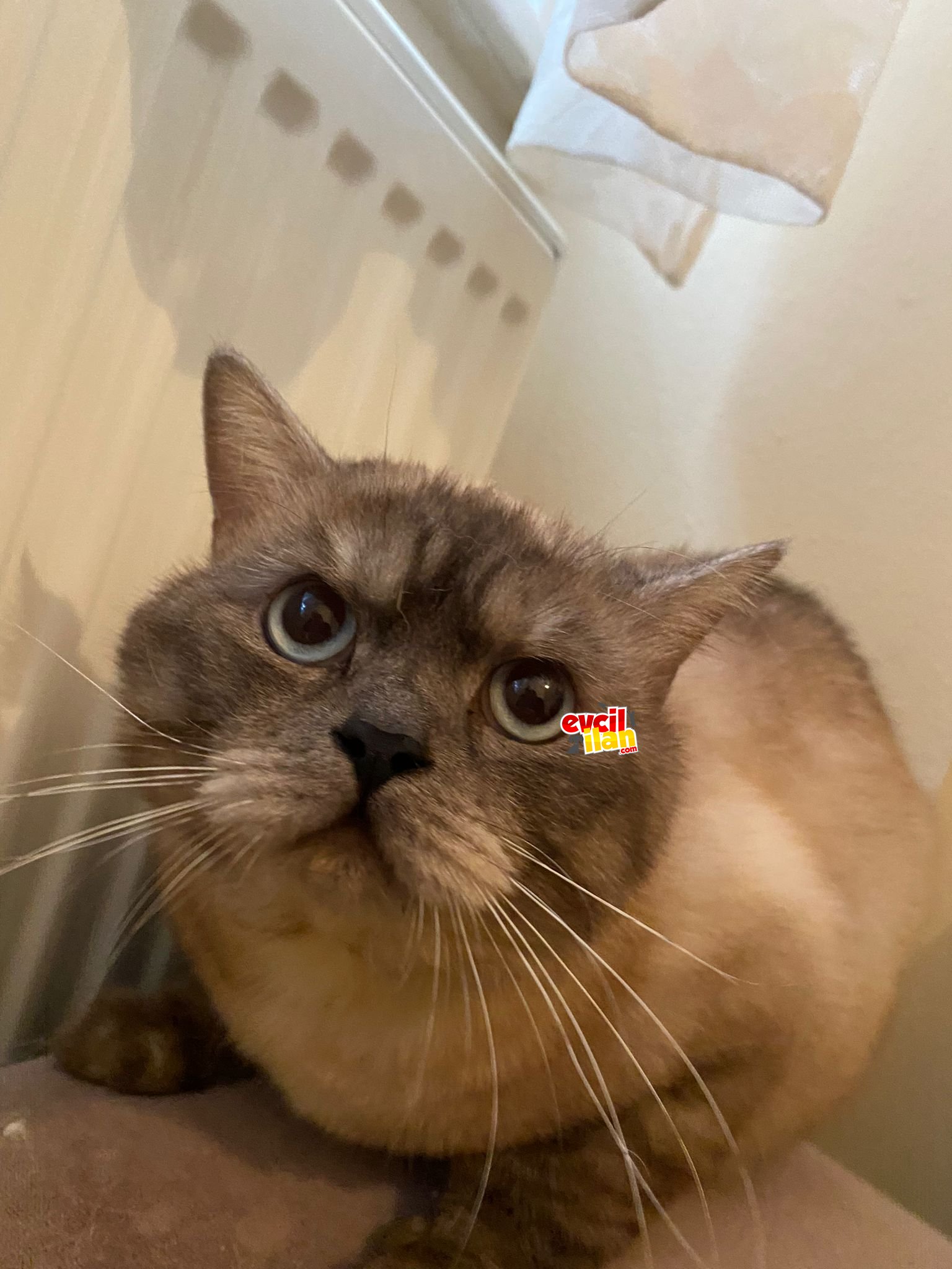 Safkan british shorthair cinsi erkek kedi