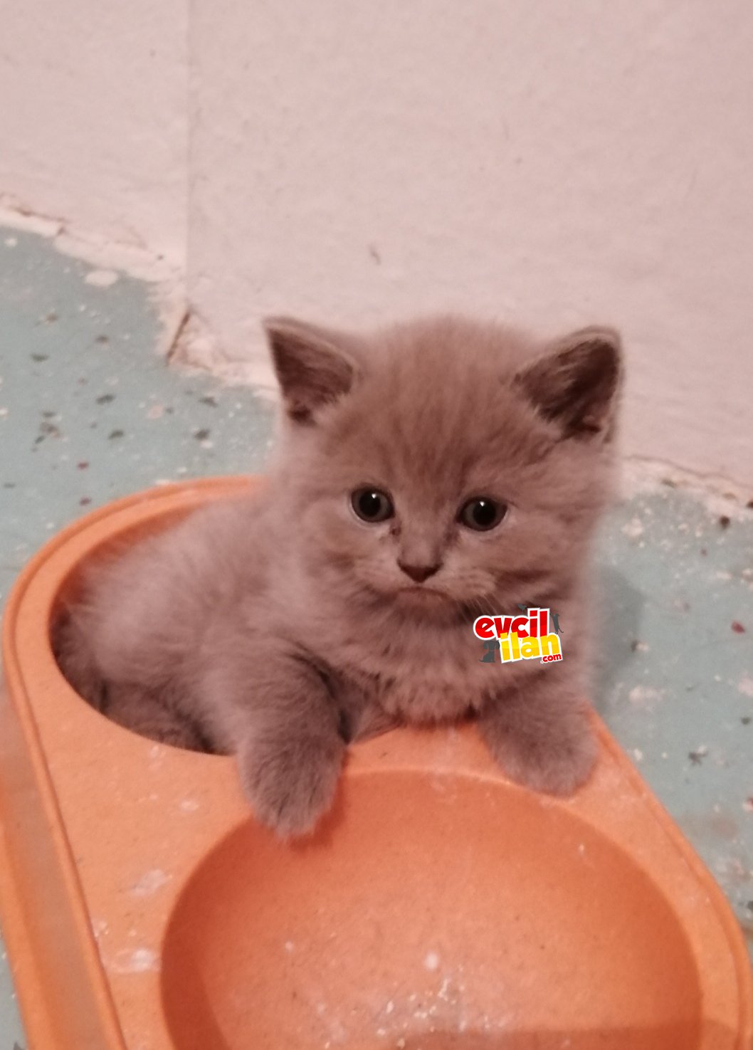 Safkan british shorthair erkek yavrularım sahiplendirilmeye hazır