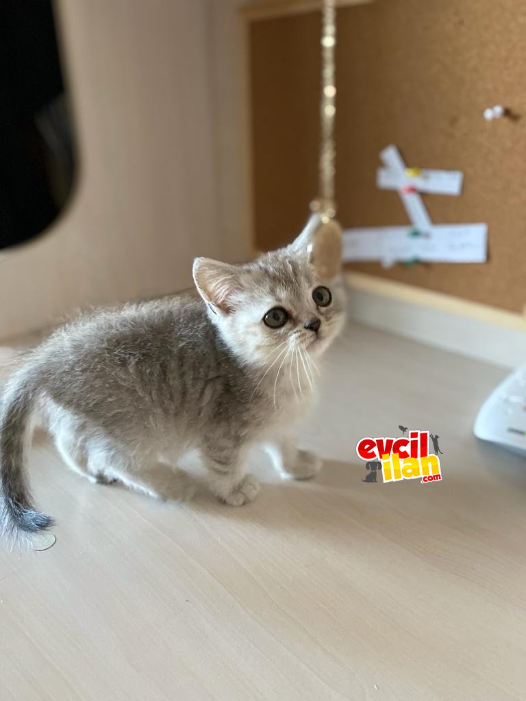 Safkan British Shorthair Erkek 