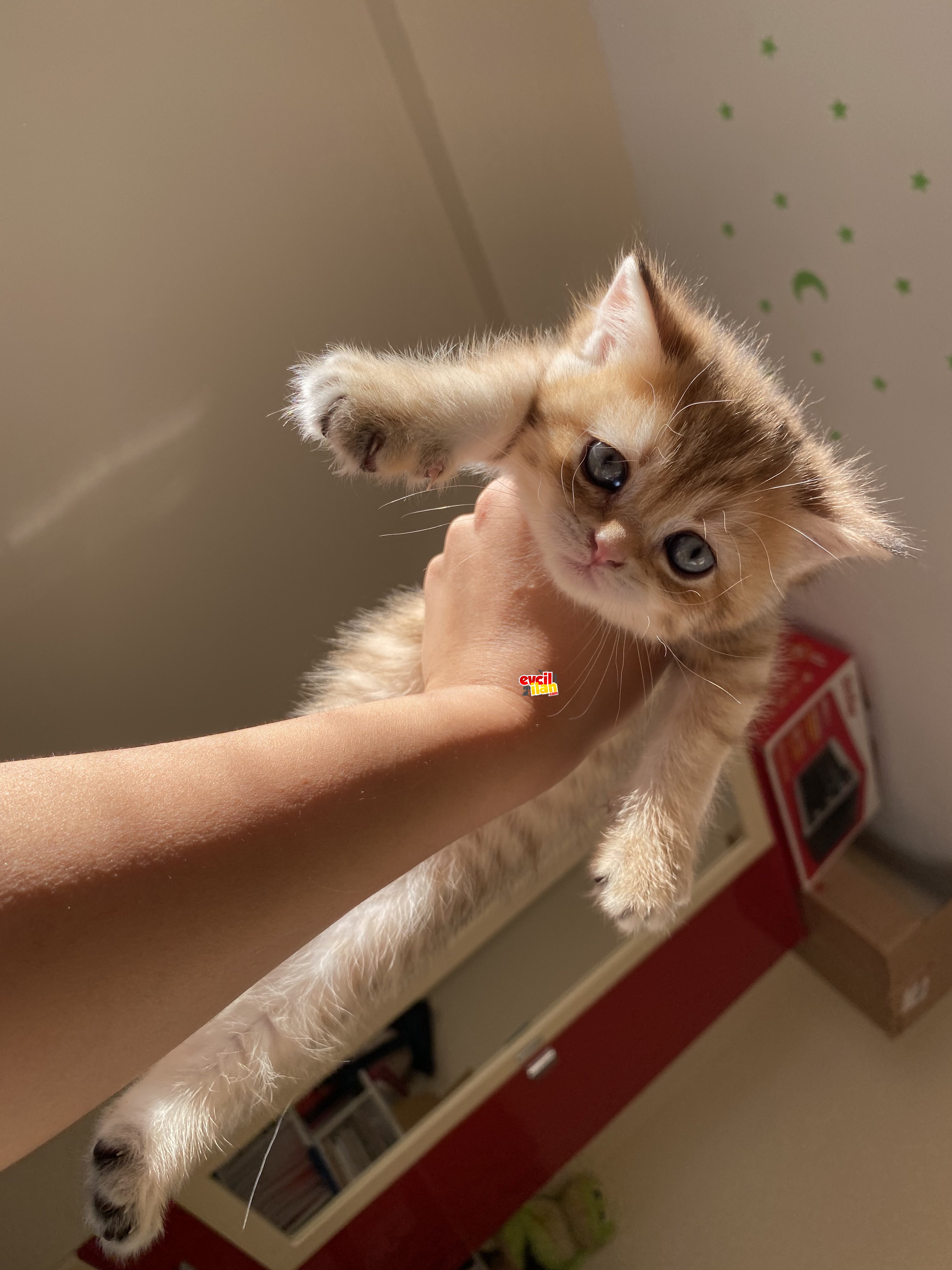 Safkan British shorthair erkek 