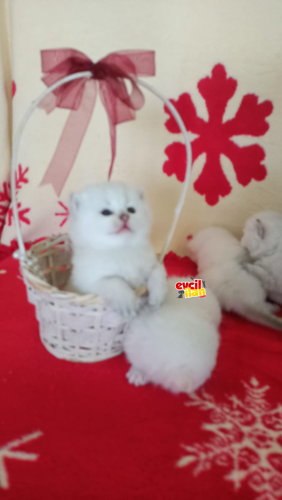 Safkan British Shorthair Golden Point ve Black bebeklerim