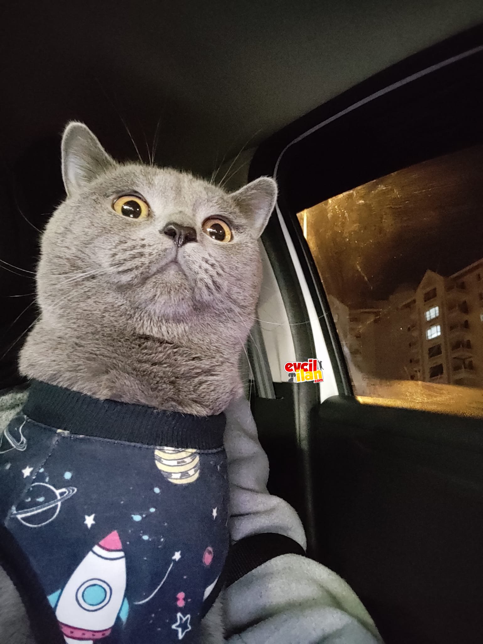 Safkan British Shorthair Kedime Eş arıyorum 