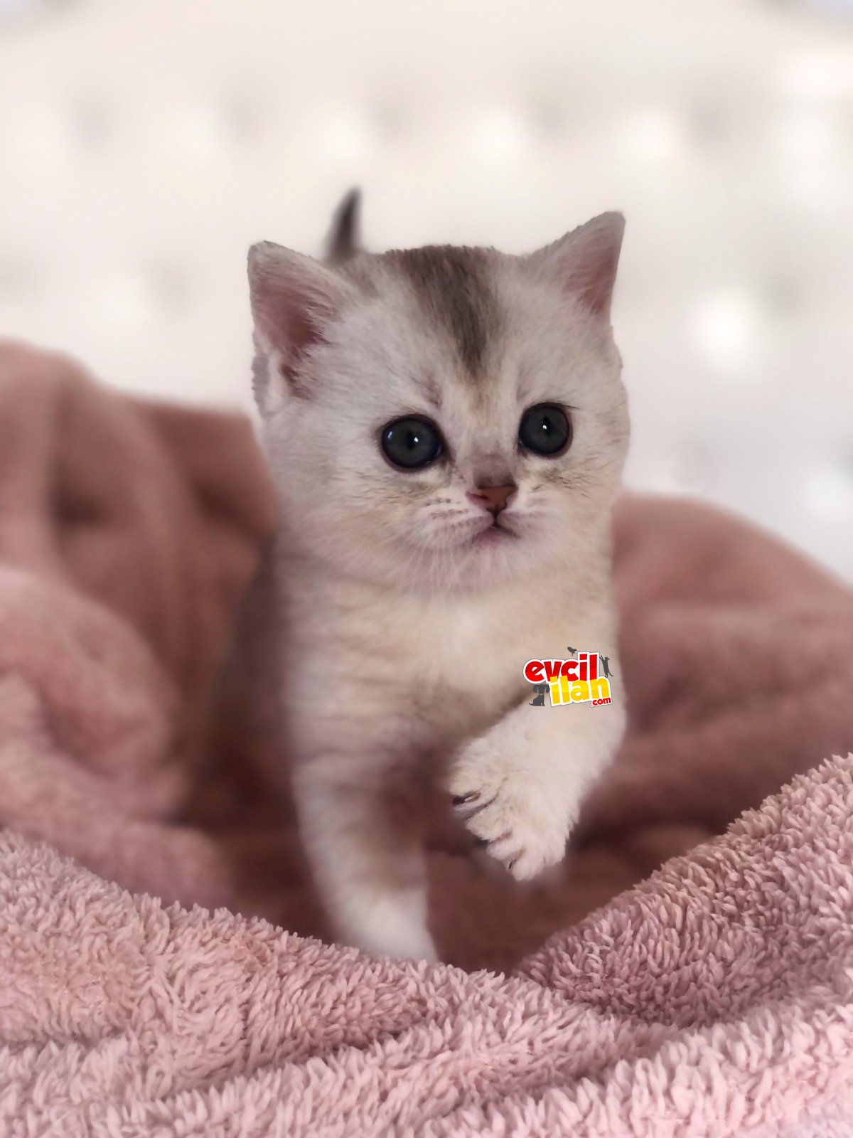 Safkan British Shorthair/Longhair Muhteşem Yavrular