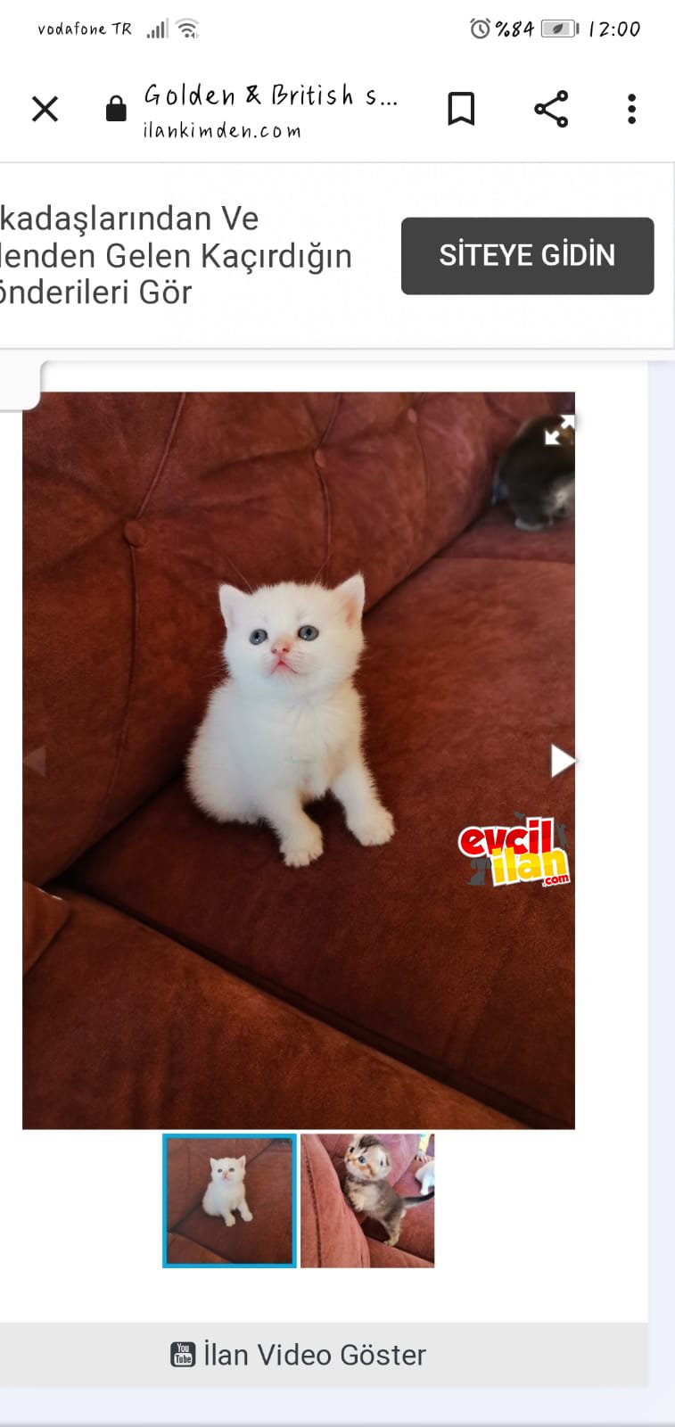 Safkan british shorthair misket göz