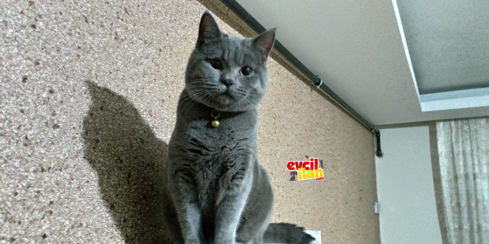 Safkan British shorthair oğlumuza yuva arıyoruz.