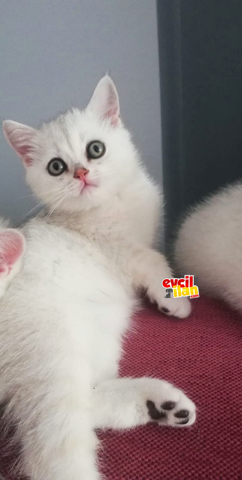 SAFKAN BRITISH SHORTHAIR SILVER KIZIMIZ