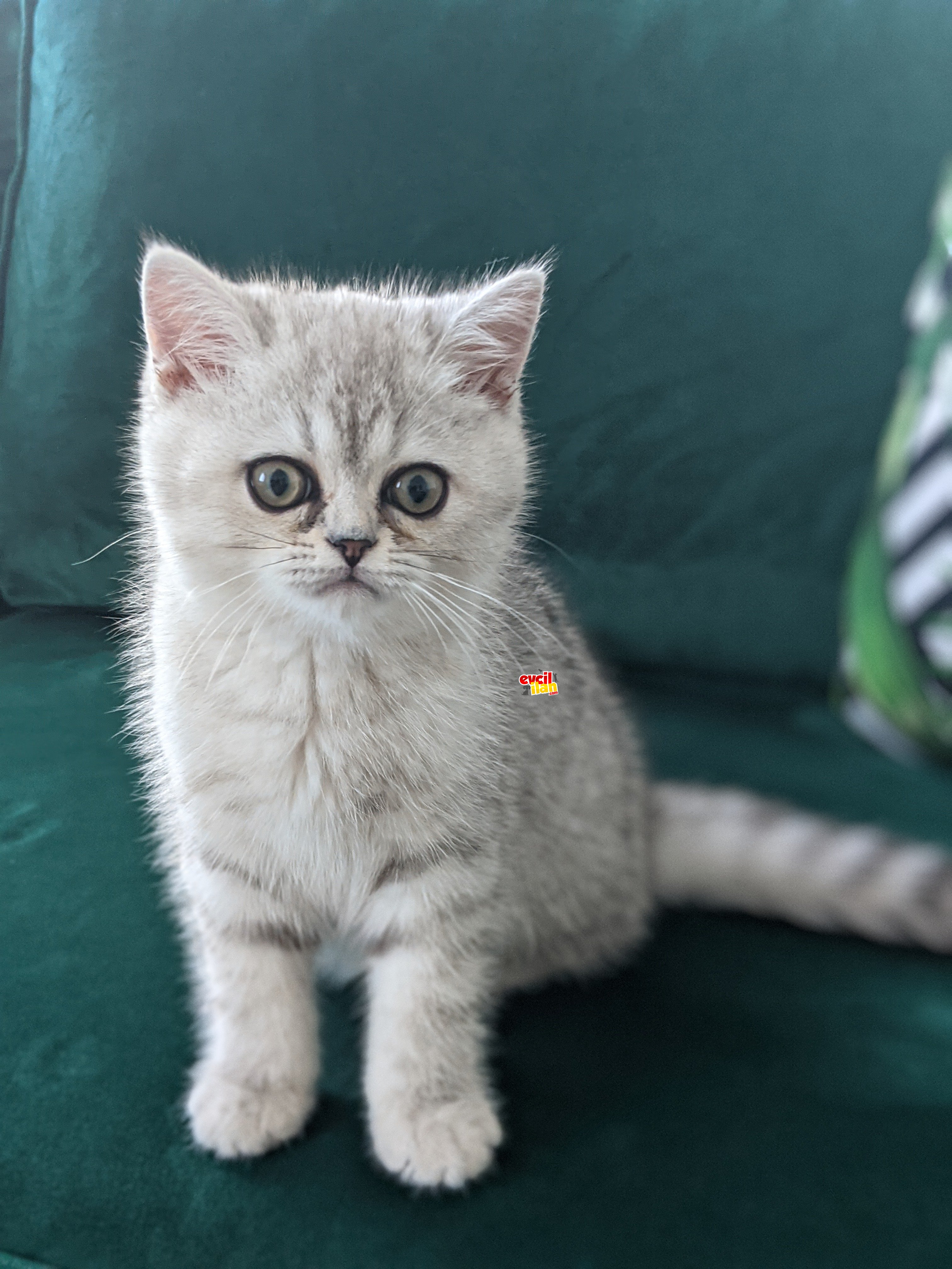 Safkan British Shorthair Silver