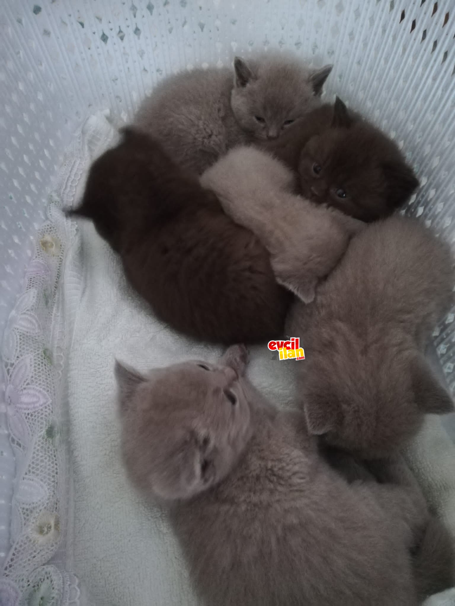 Safkan British shorthair yavrular 
