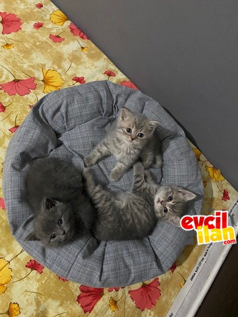 SAFKAN BRİTİSH SHORTHAİR YAVRULAR 