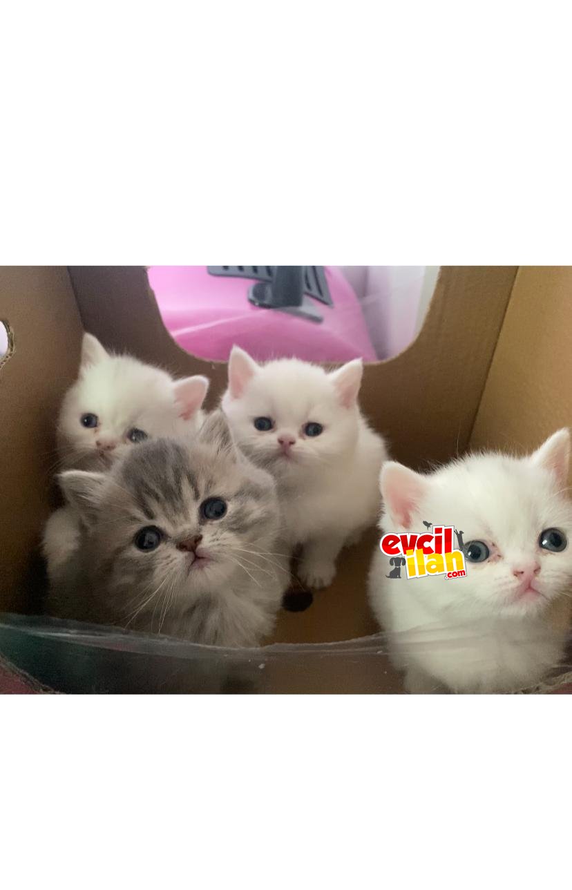 safkan british shorthair yavrular