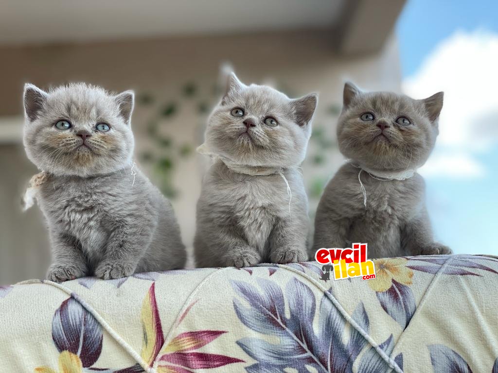 SAFKAN BRİTİSH SHORTHAİR YAVRULARIM