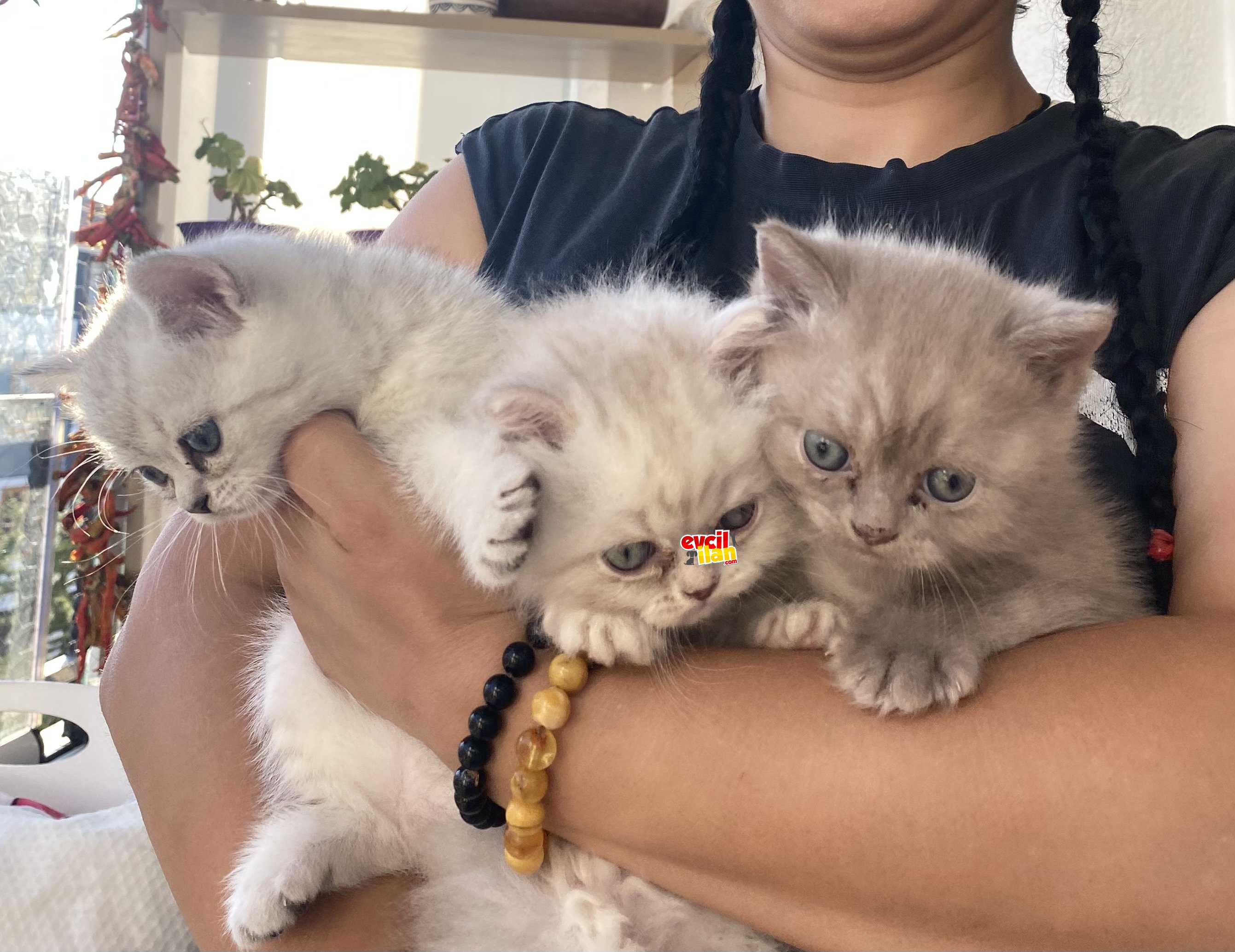 Safkan british shorthair yavrularım