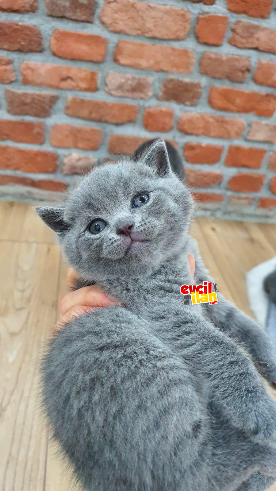 SAFKAN BRİTİSH SHORTHAİR YAVRULARIMIZ