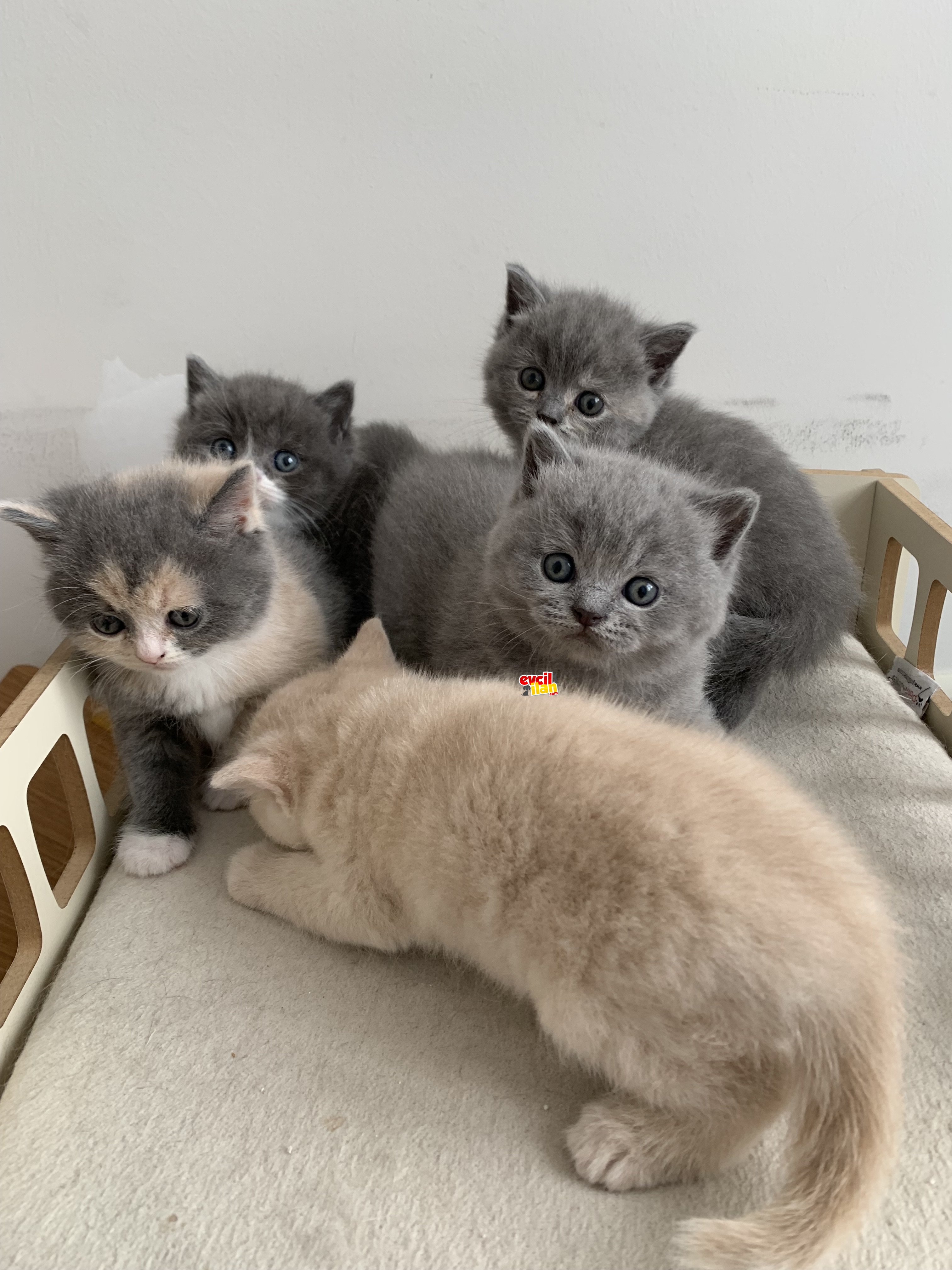Safkan British Shorthair Yavrularımız