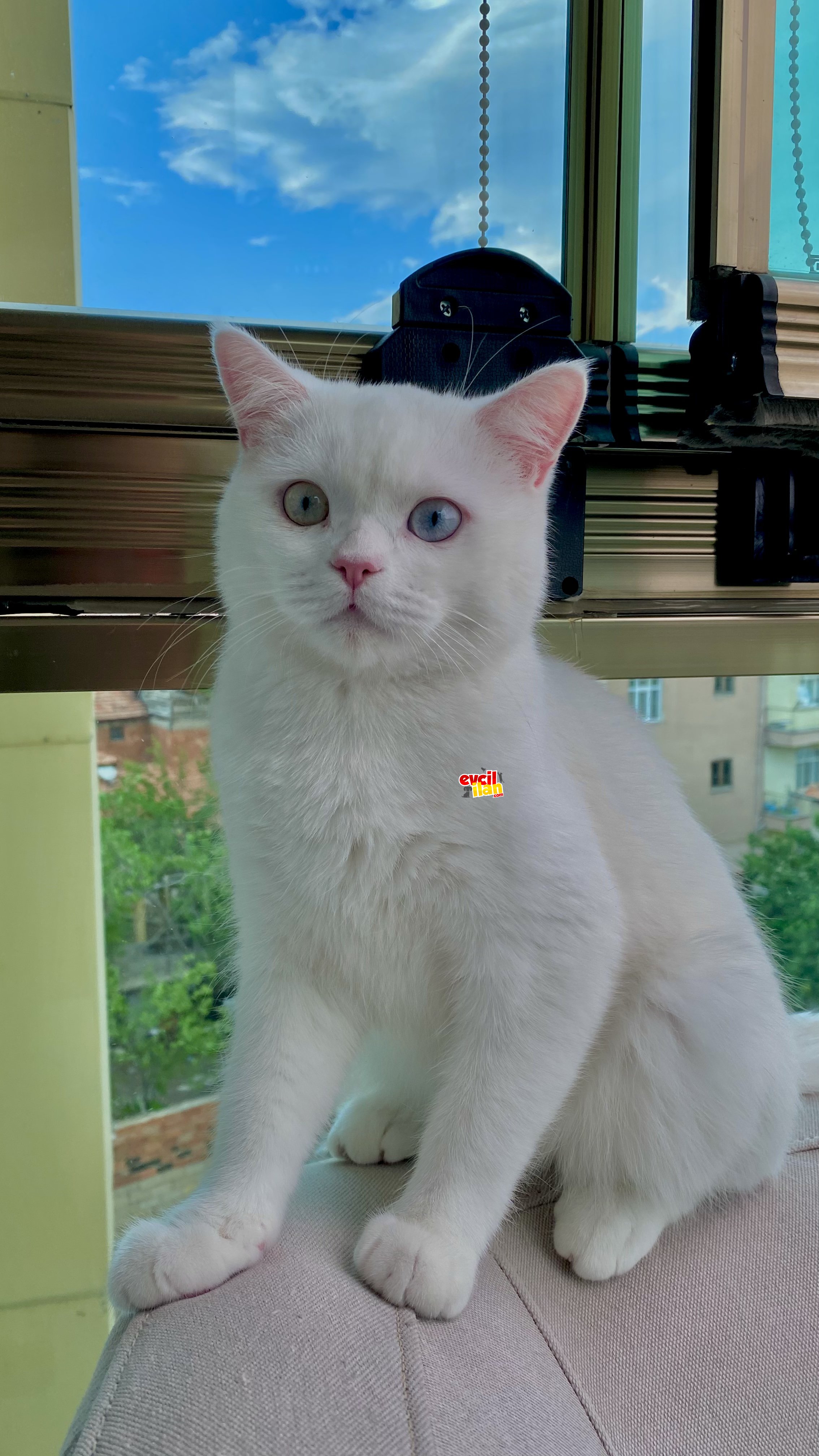 Safkan British Shorthair