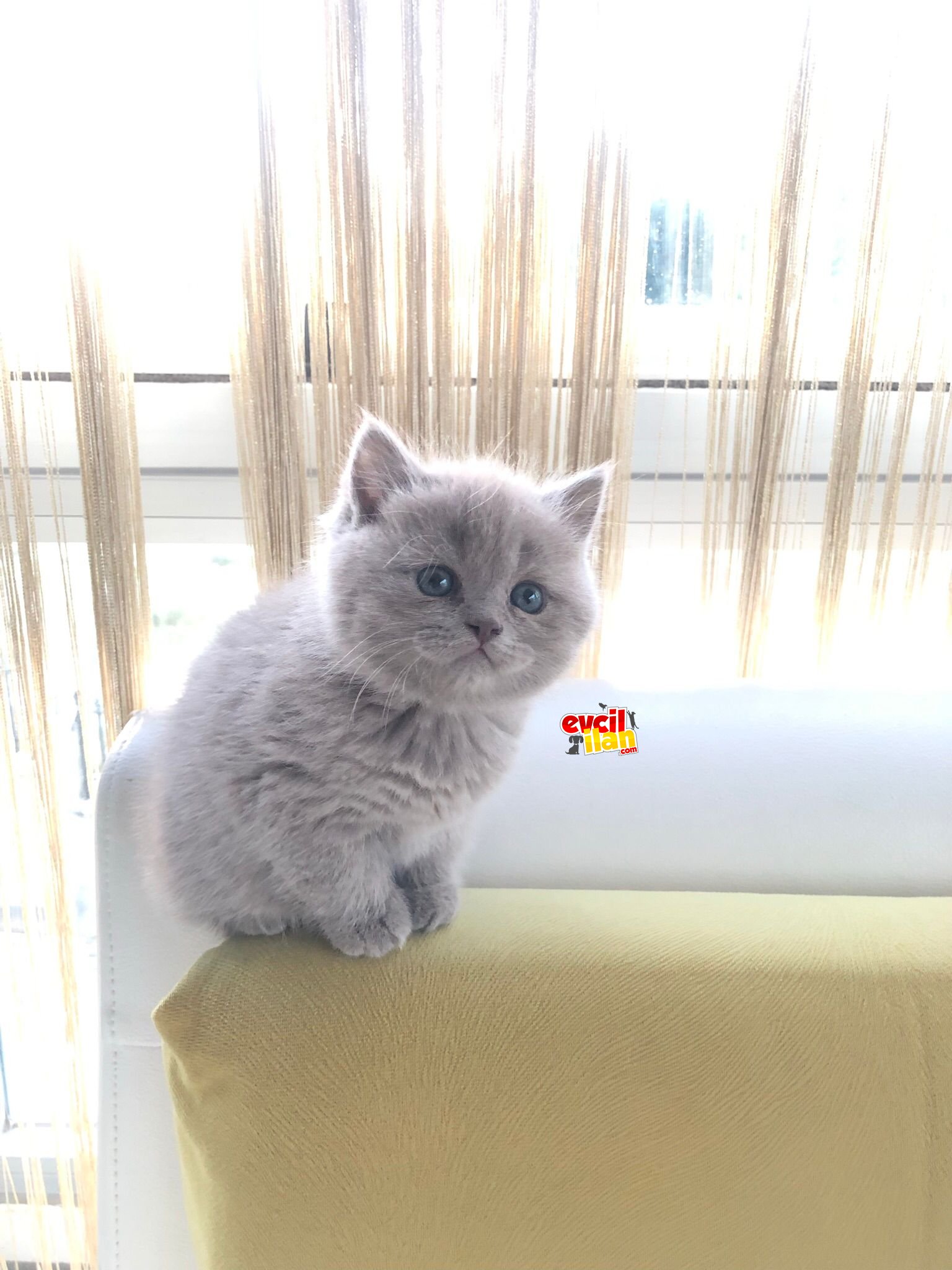 SAFKAN BRİTİSH SHORTHAİR