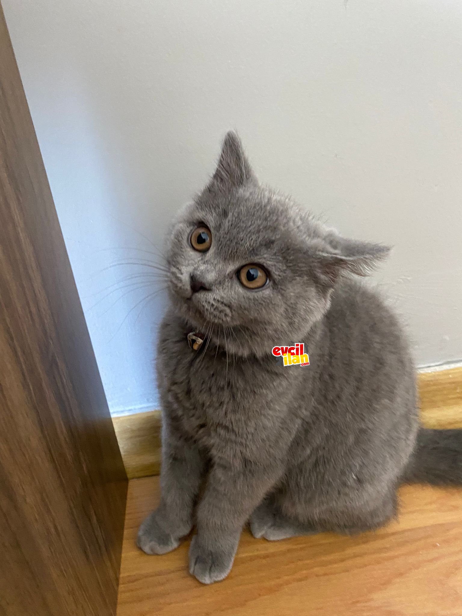 Safkan british shorthair 