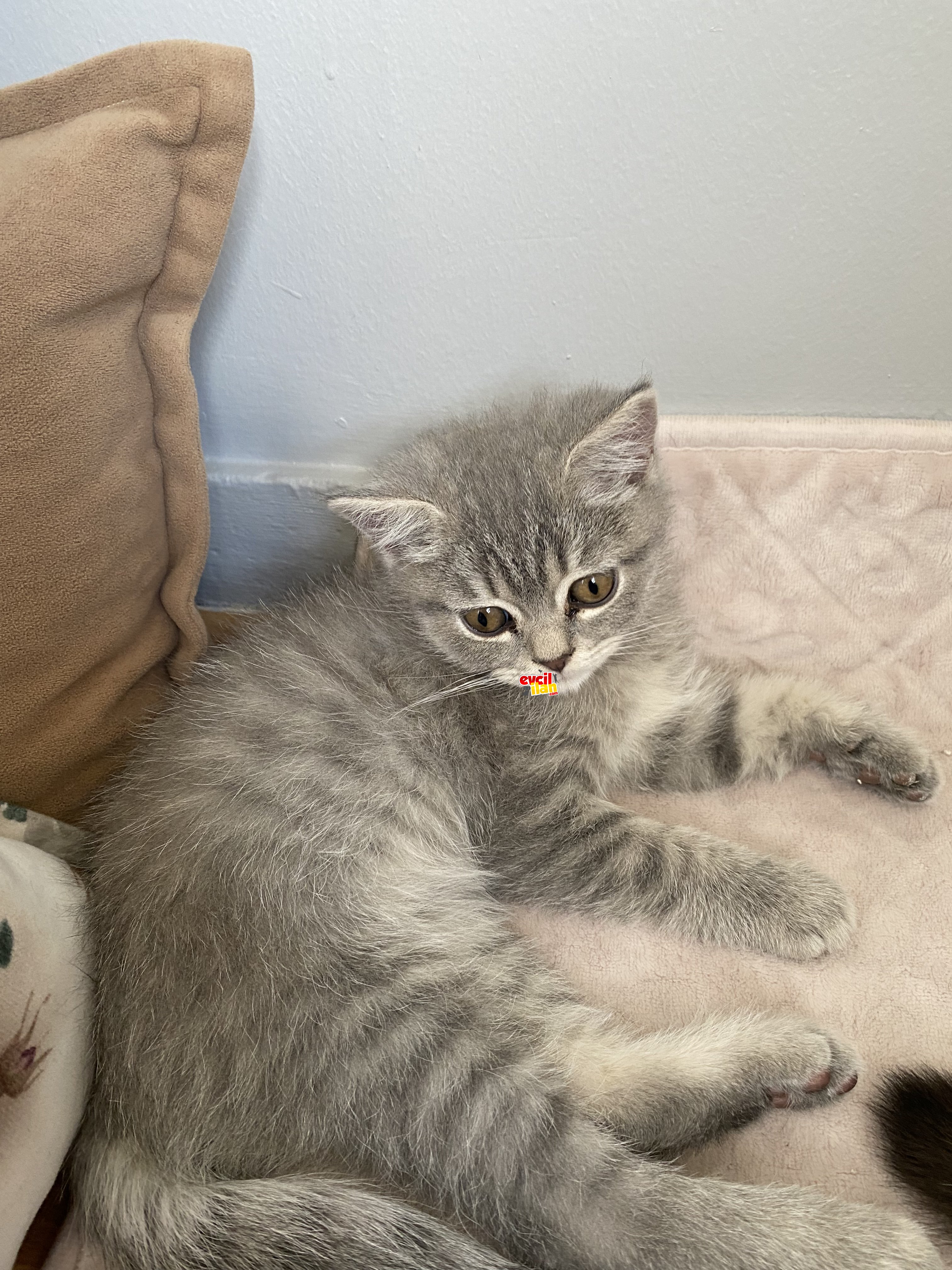 Safkan British Shorthair