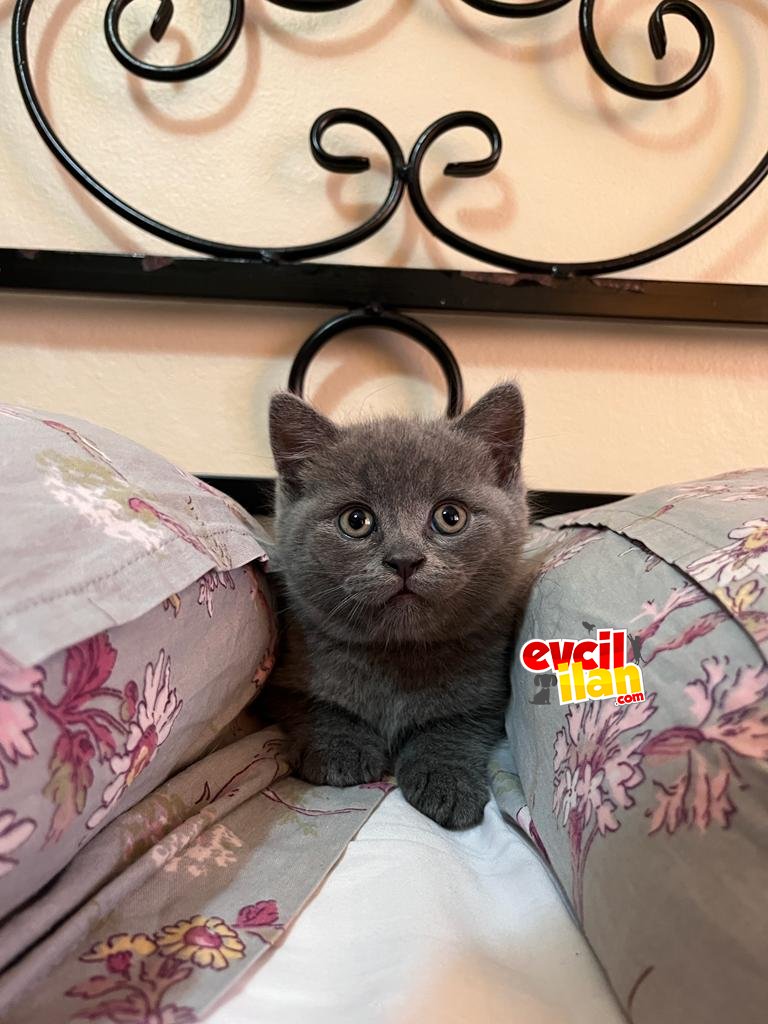 Safkan British shorthair