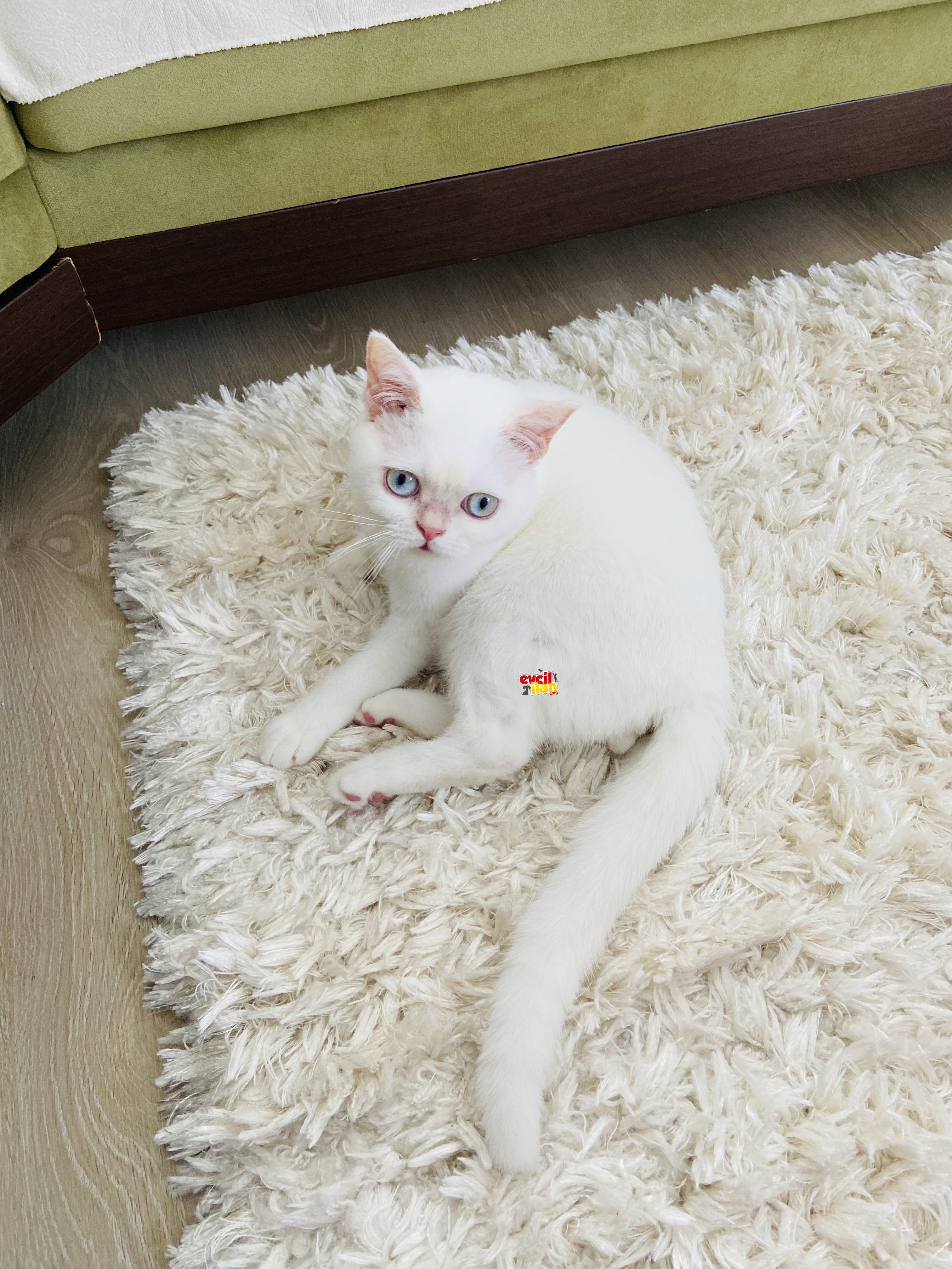 Safkan British Shorthair