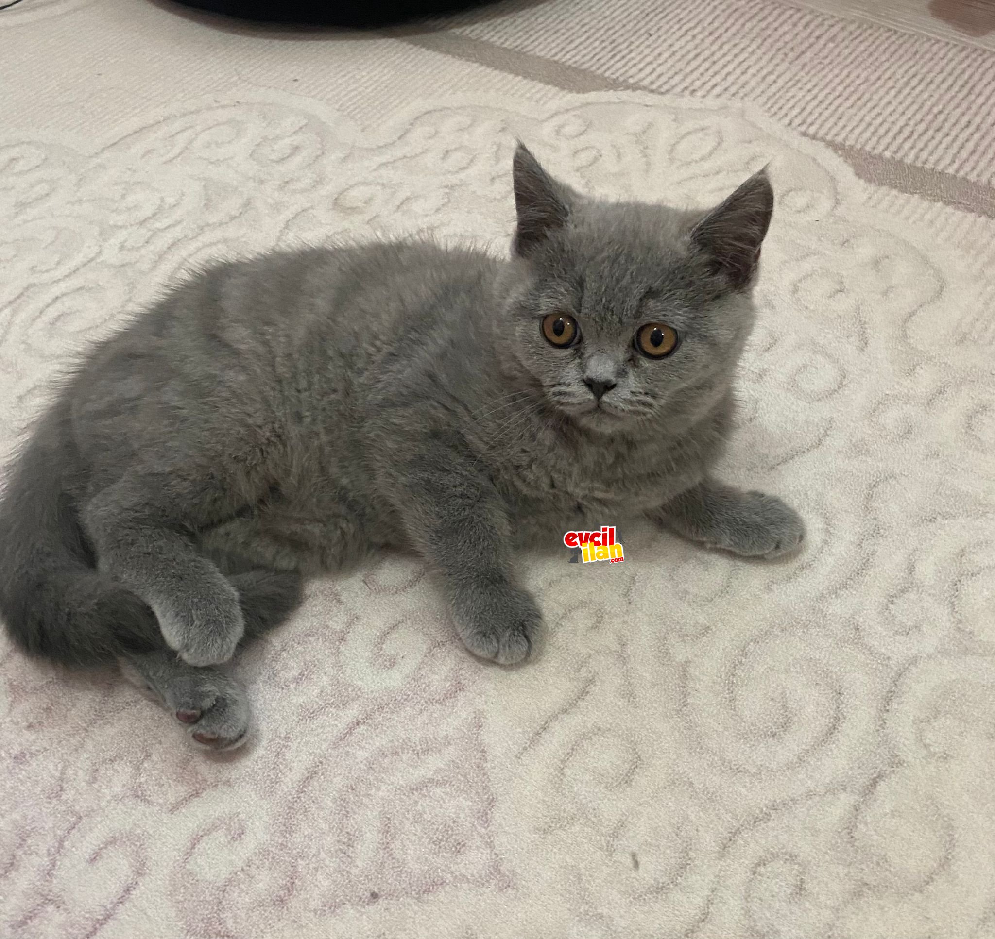 Safkan British ShortHair