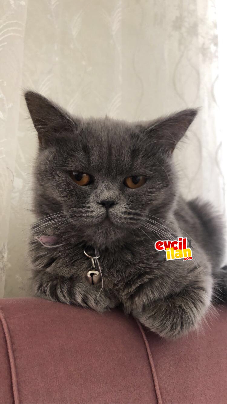 safkan brıtısh shorthair