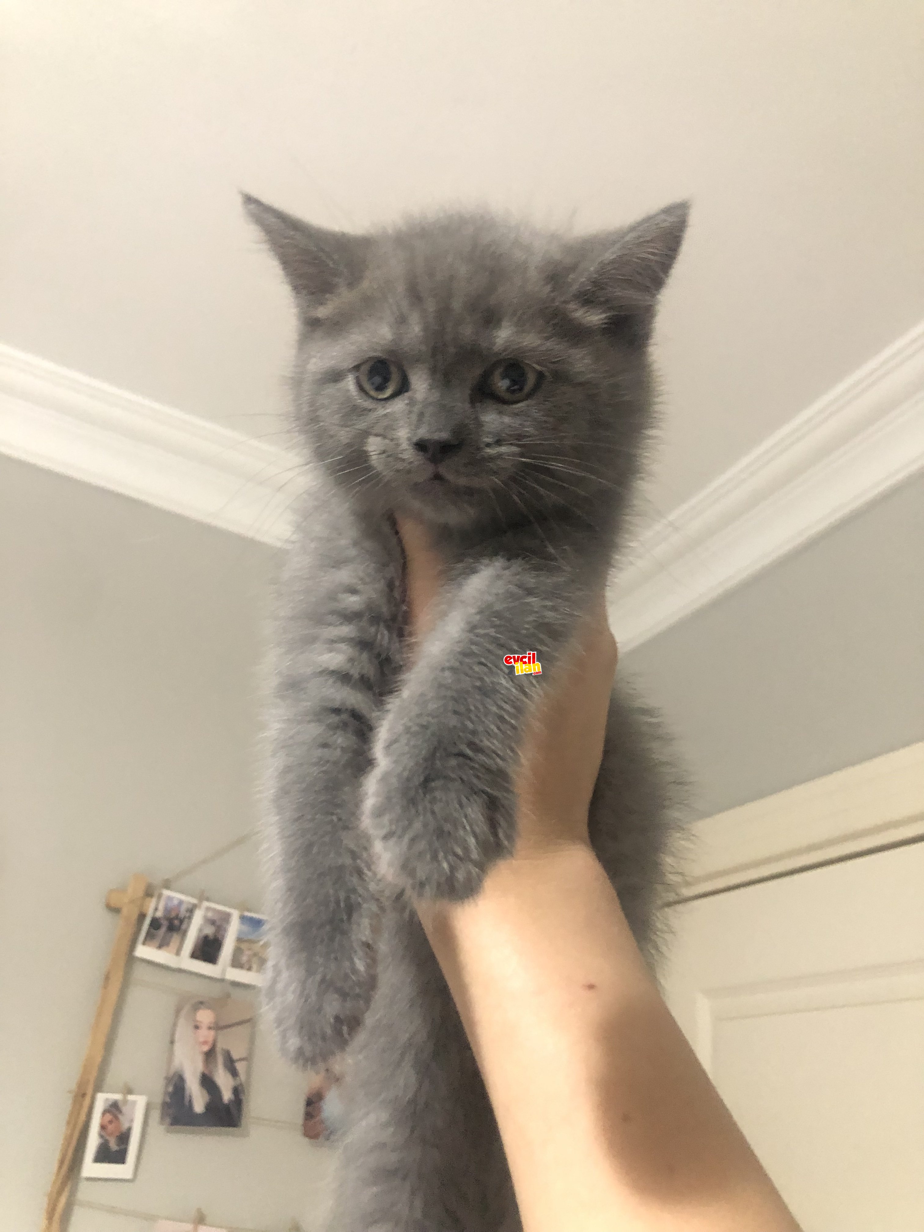 Safkan British Shorthair