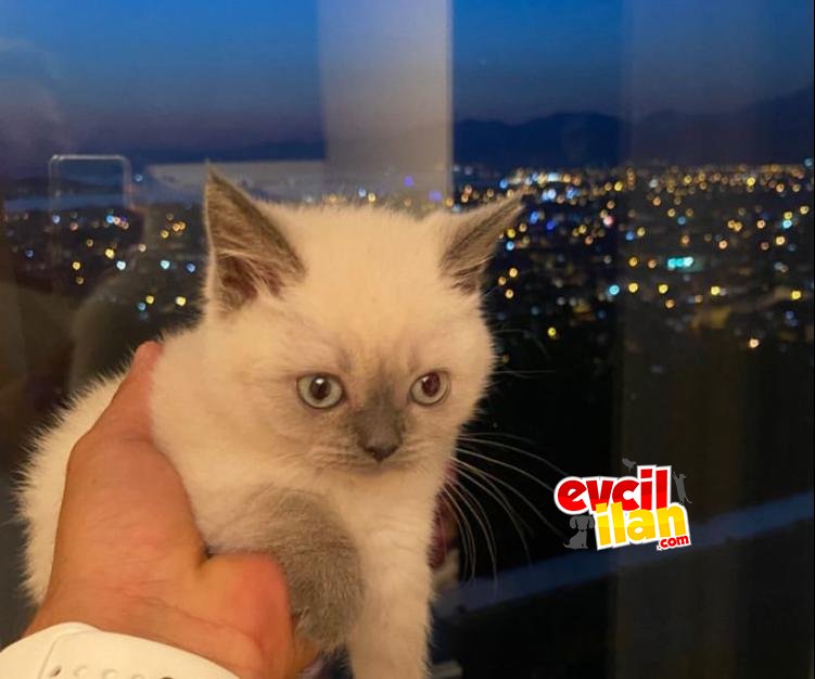 safkan british shorthair