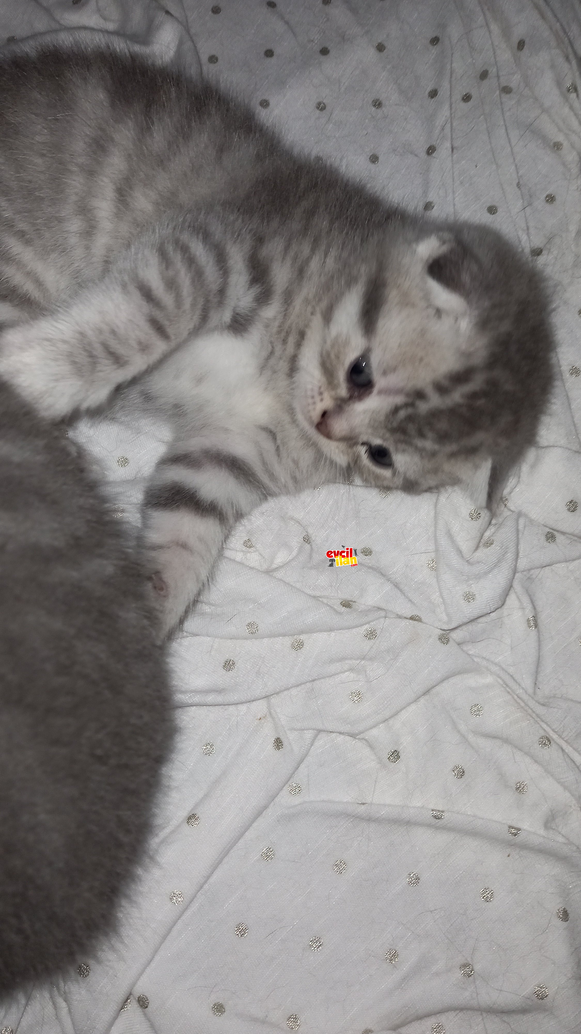 Safkan British shorthair 