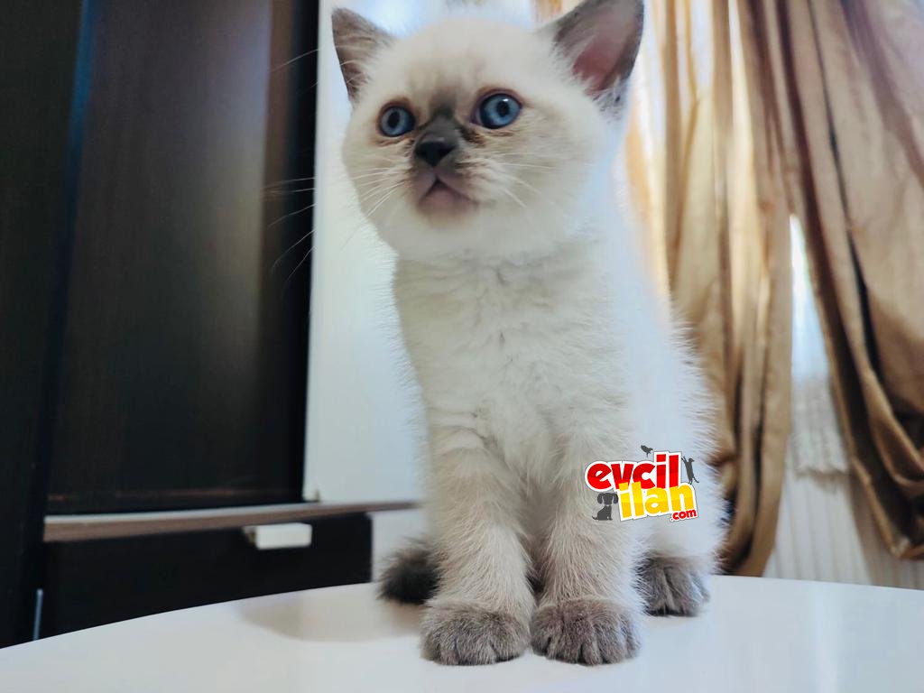 SAFKAN BRITISH SHORTHAIR
