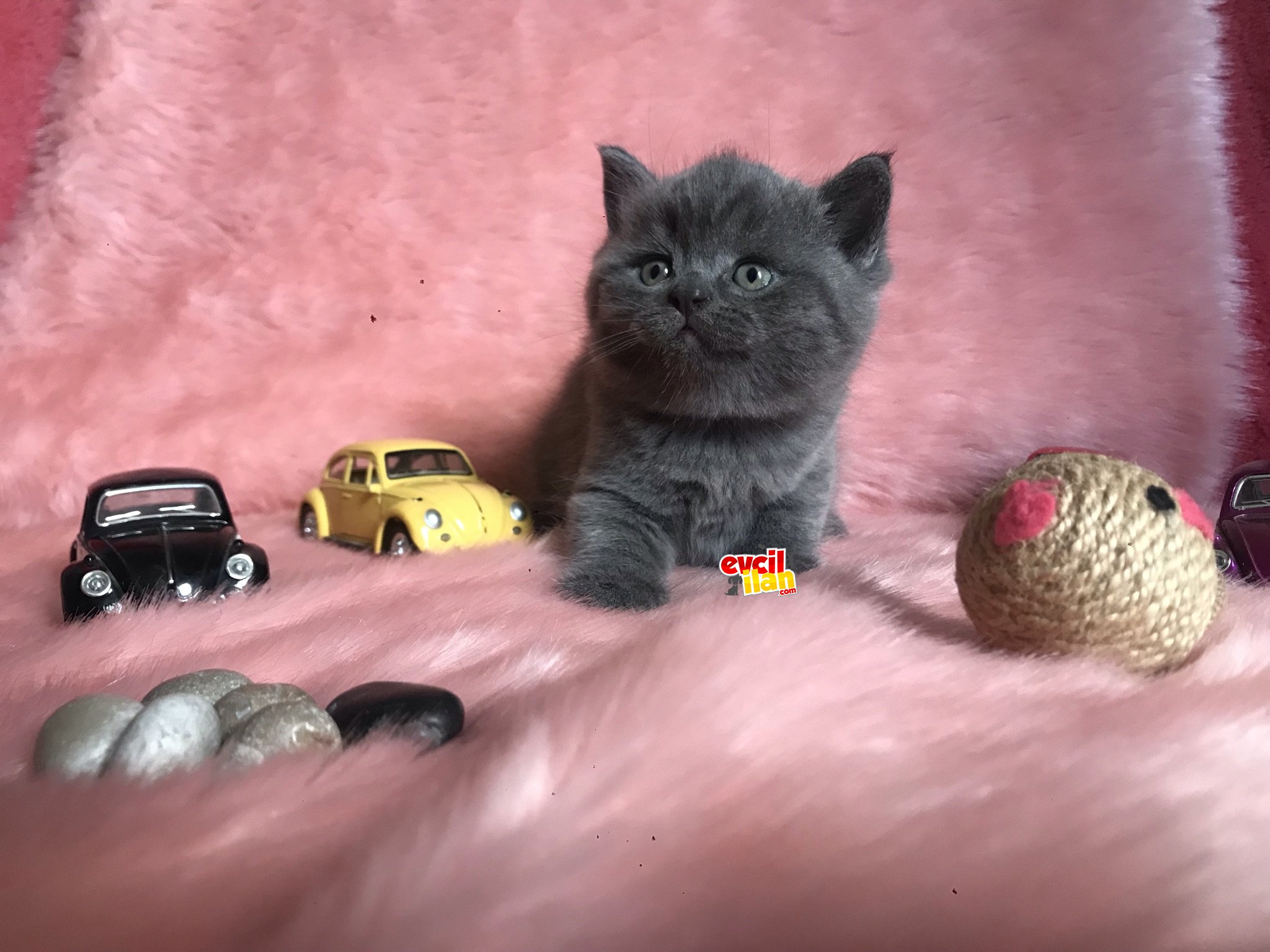 SAFKAN BRİTİSH SORTHAİR YAVRULARIM