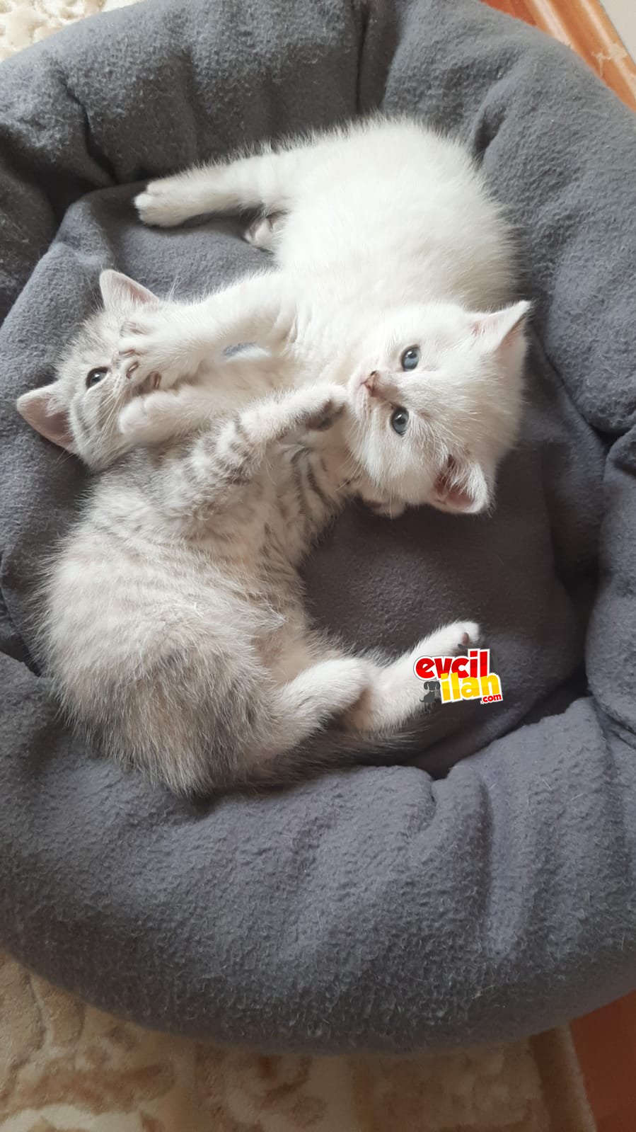 Safkan brıtısh straiğht silver ns 1133