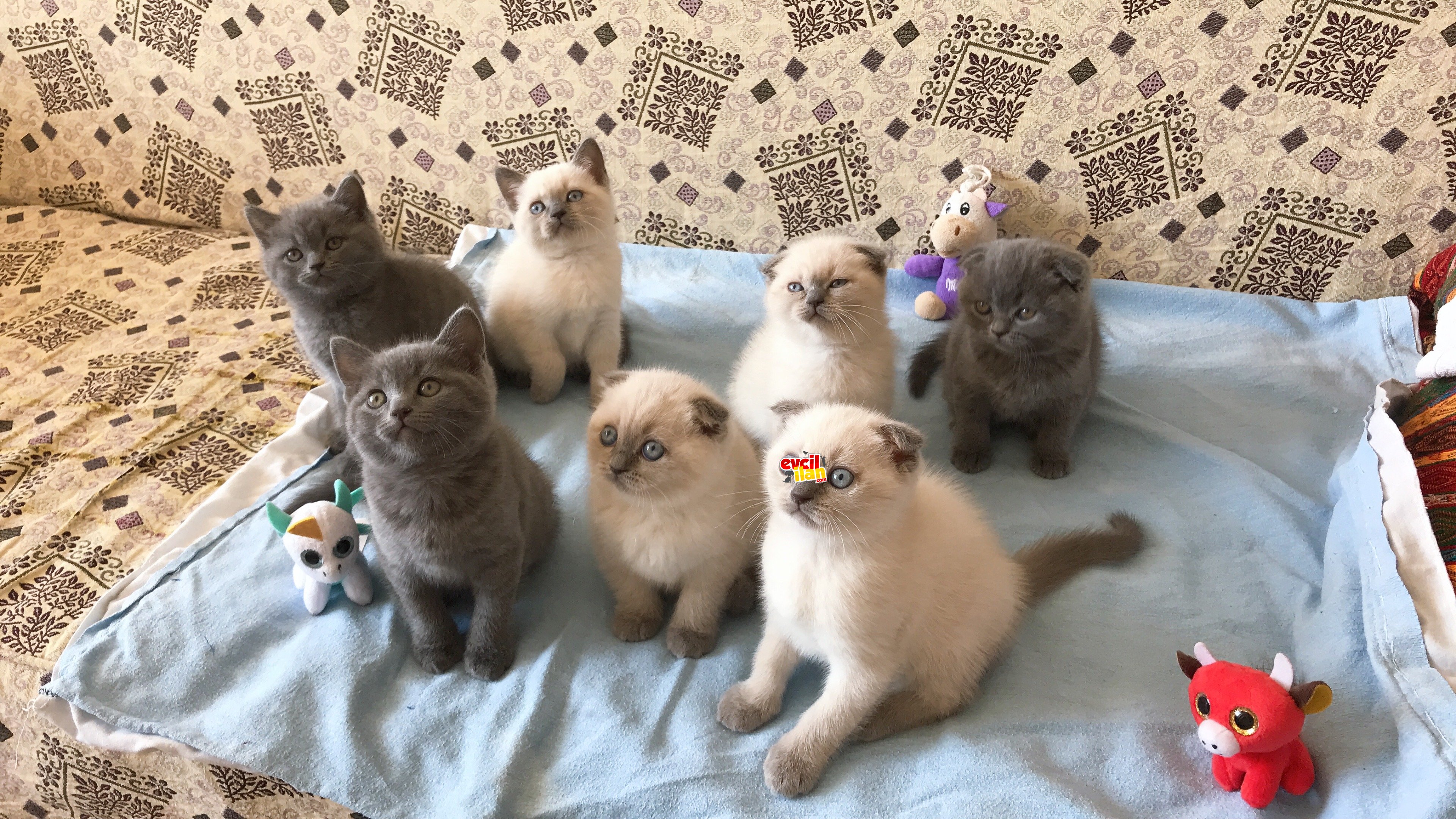 Safkan British ve Scottish Fold yavrular