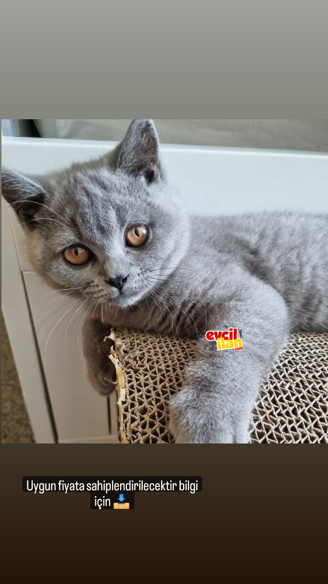 Safkan britishorthair acil 